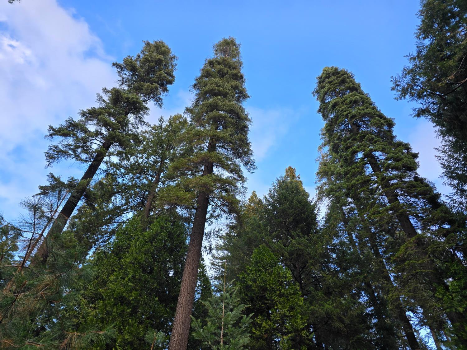 Pollock Pines, California, 95726, United States, ,Residential,For Sale,1982906