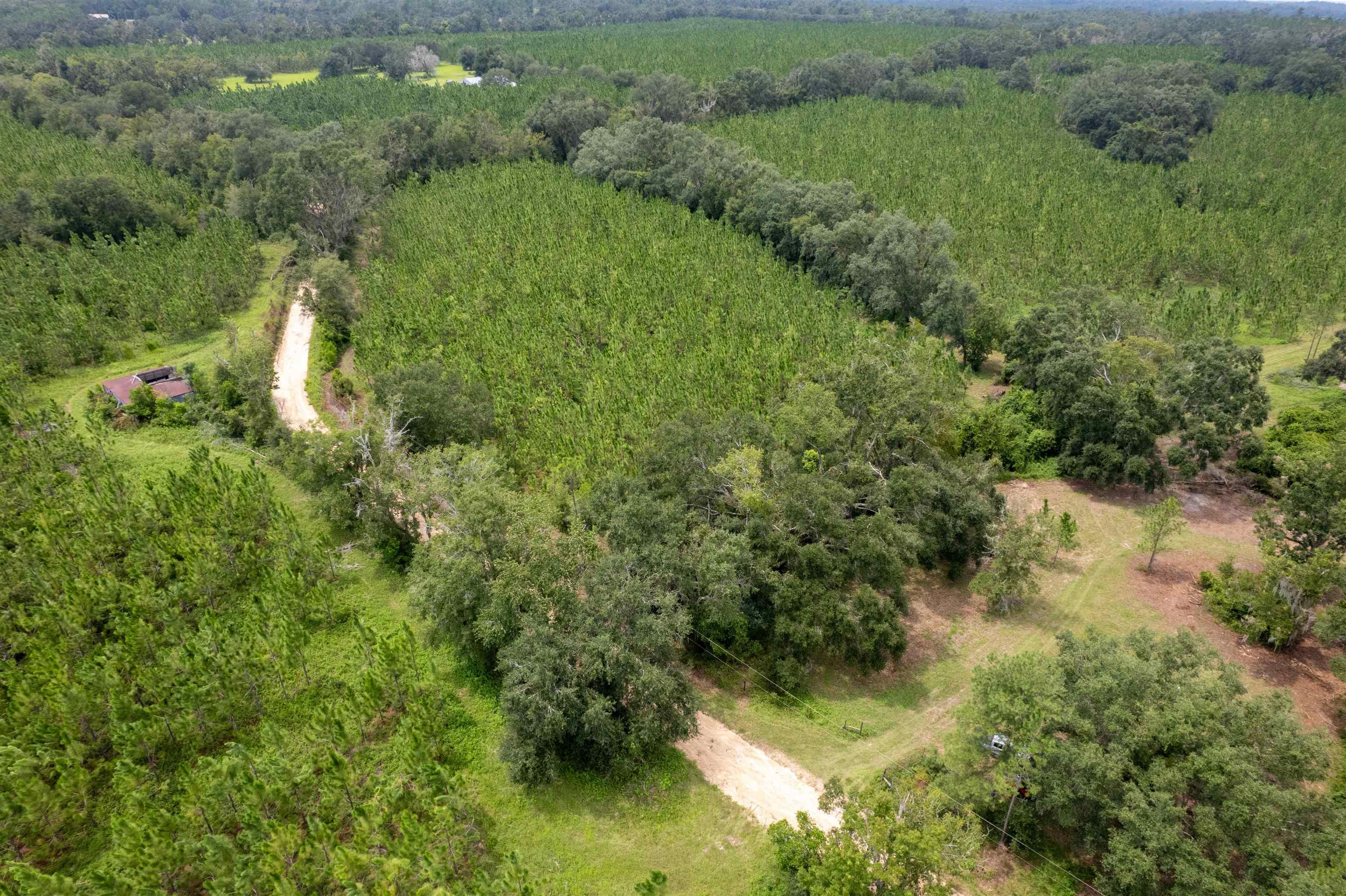 xxx Ne Geranium Street, Madison, Florida, 32340, United States, ,Land,For Sale,xxx Ne Geranium Street,1671968