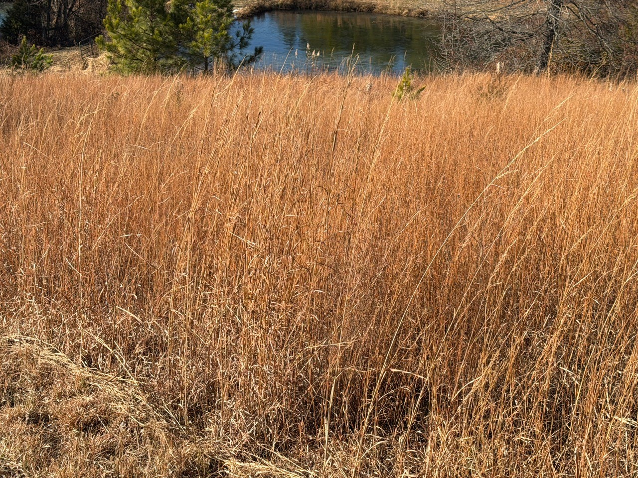 Appomattox, Virginia, 24522, United States, 3 Bedrooms Bedrooms, ,Residential,For Sale,2005300