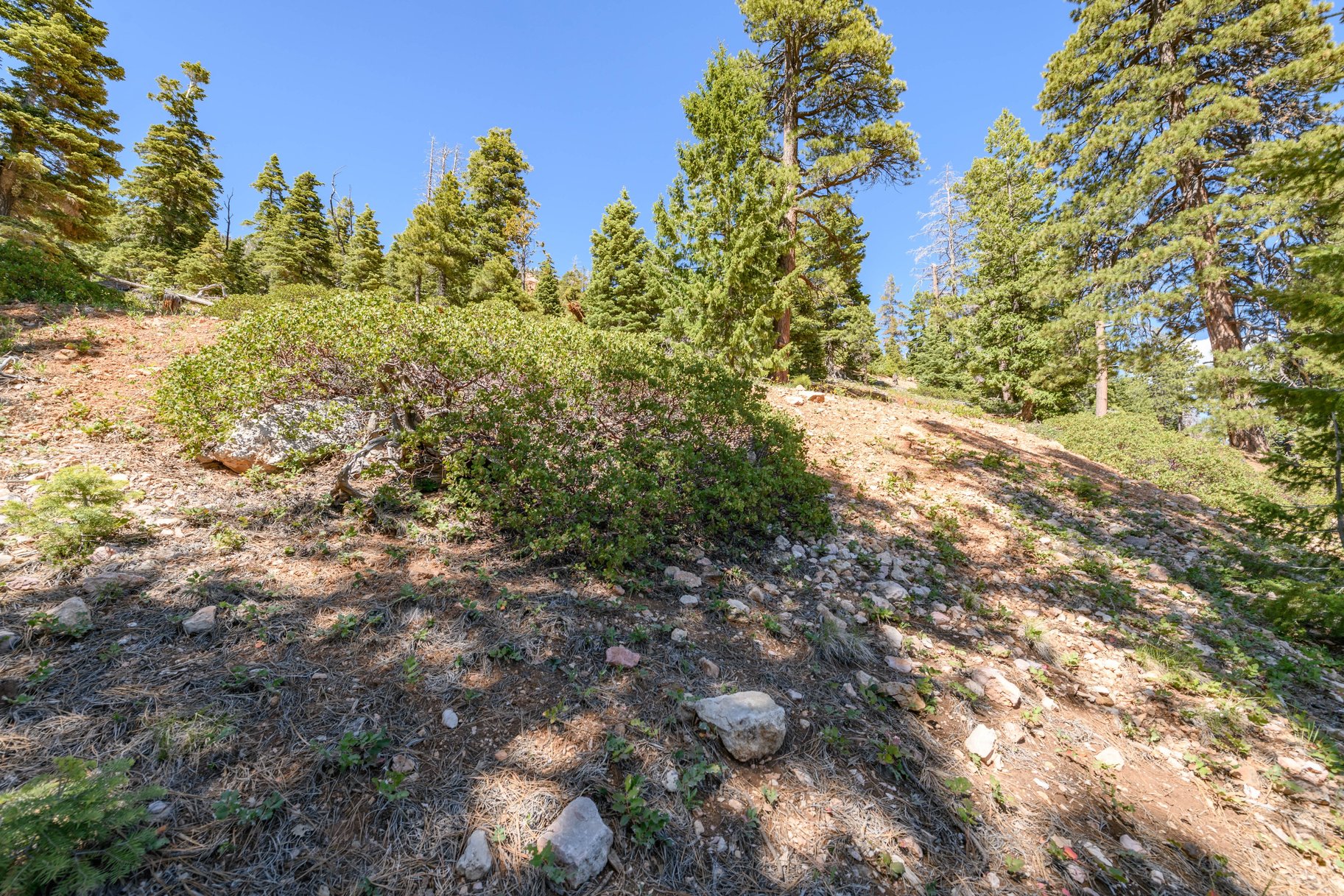  Quiet Mountain Retreat Near Navajo Lake - 物件實景