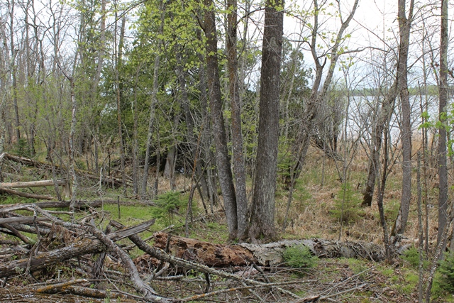 Deer River, Minnesota, 56636, United States, ,Land,For Sale,1974863