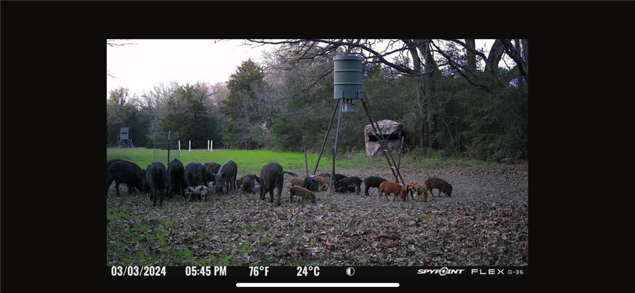 Thornton, Texas, 76687, United States, ,Land,For Sale,2003074