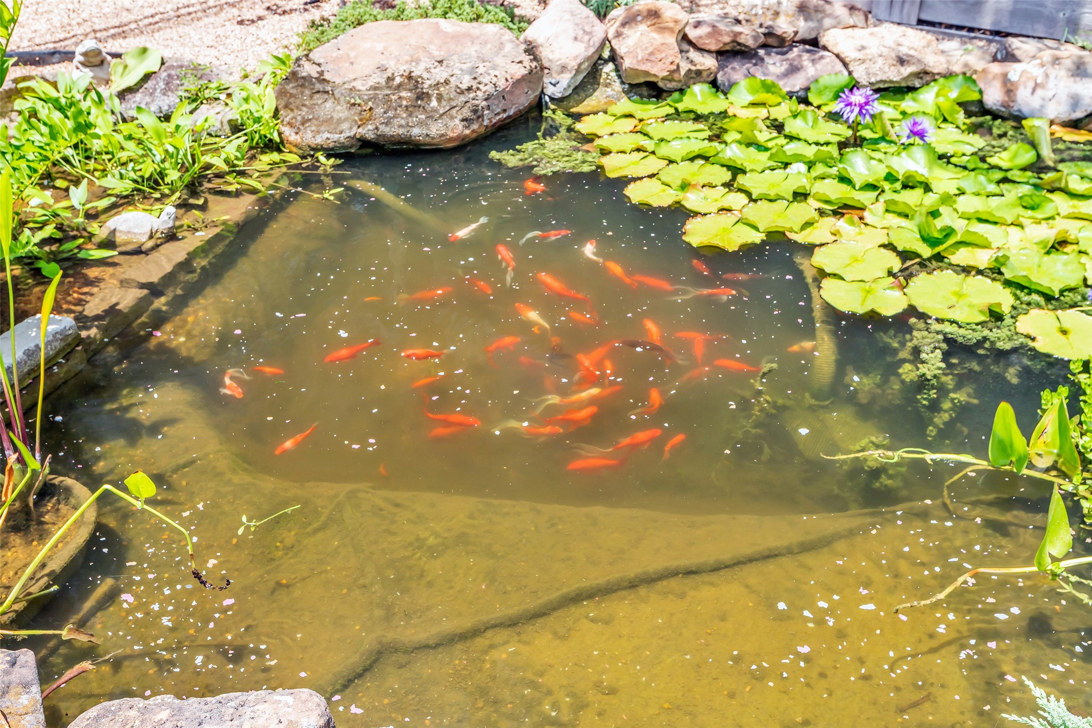  1819 Mill Creek Drive - 物件實景