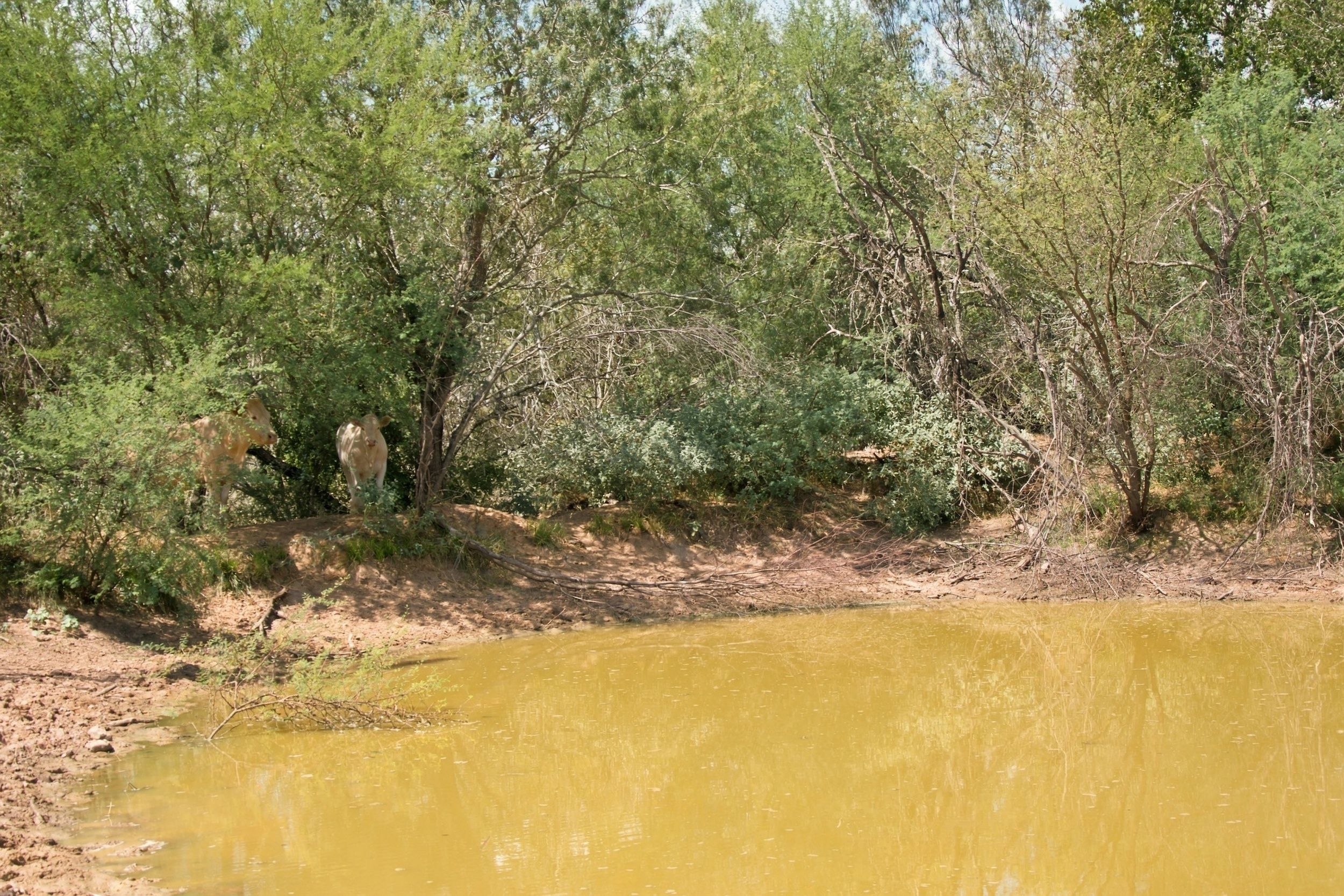  186+/- Acre Post Oak Hill Ranch - 物件實景