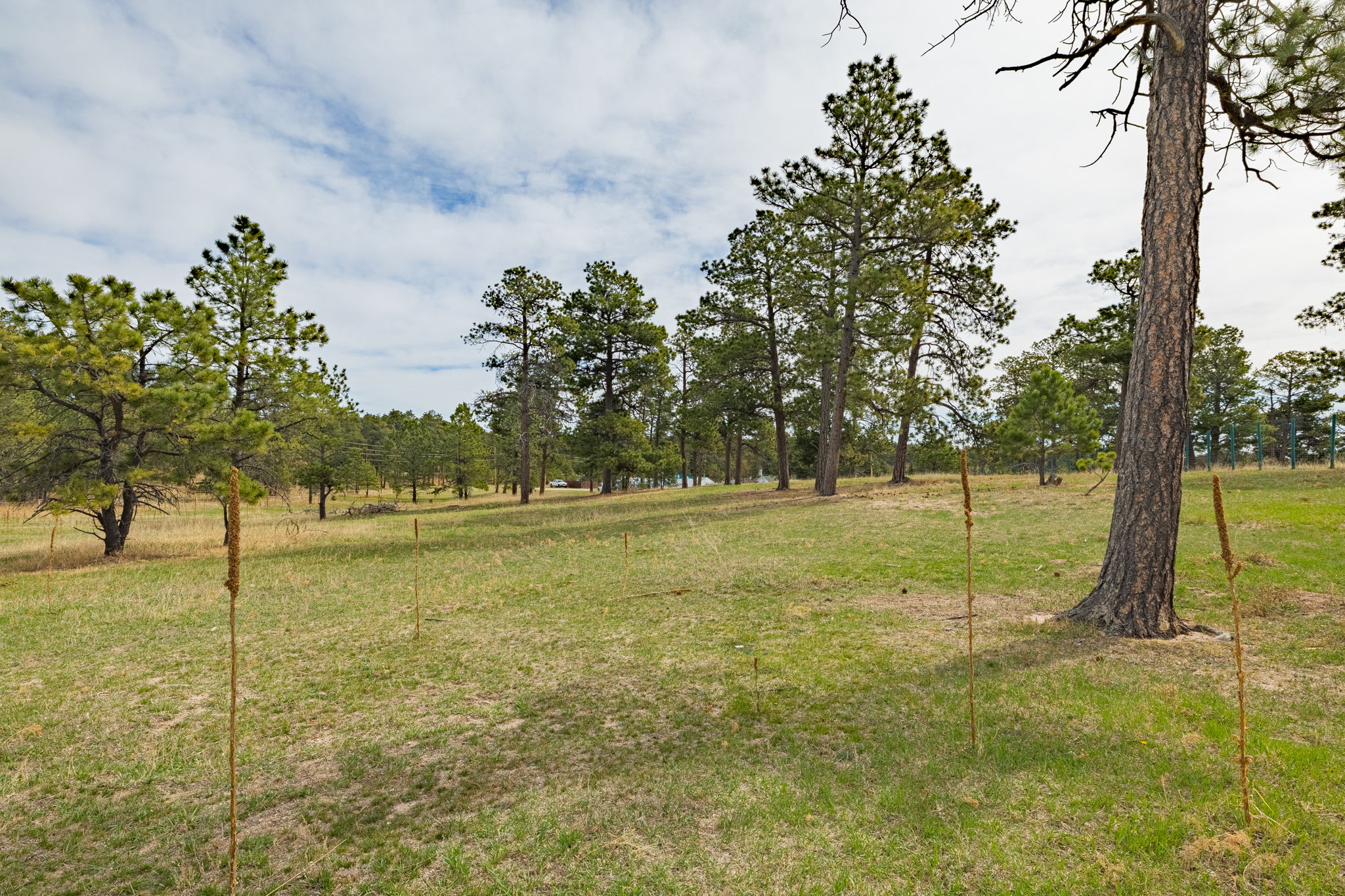  Historic Pine Run Ranch in Black Forest on rare 60 acres - 物件實景