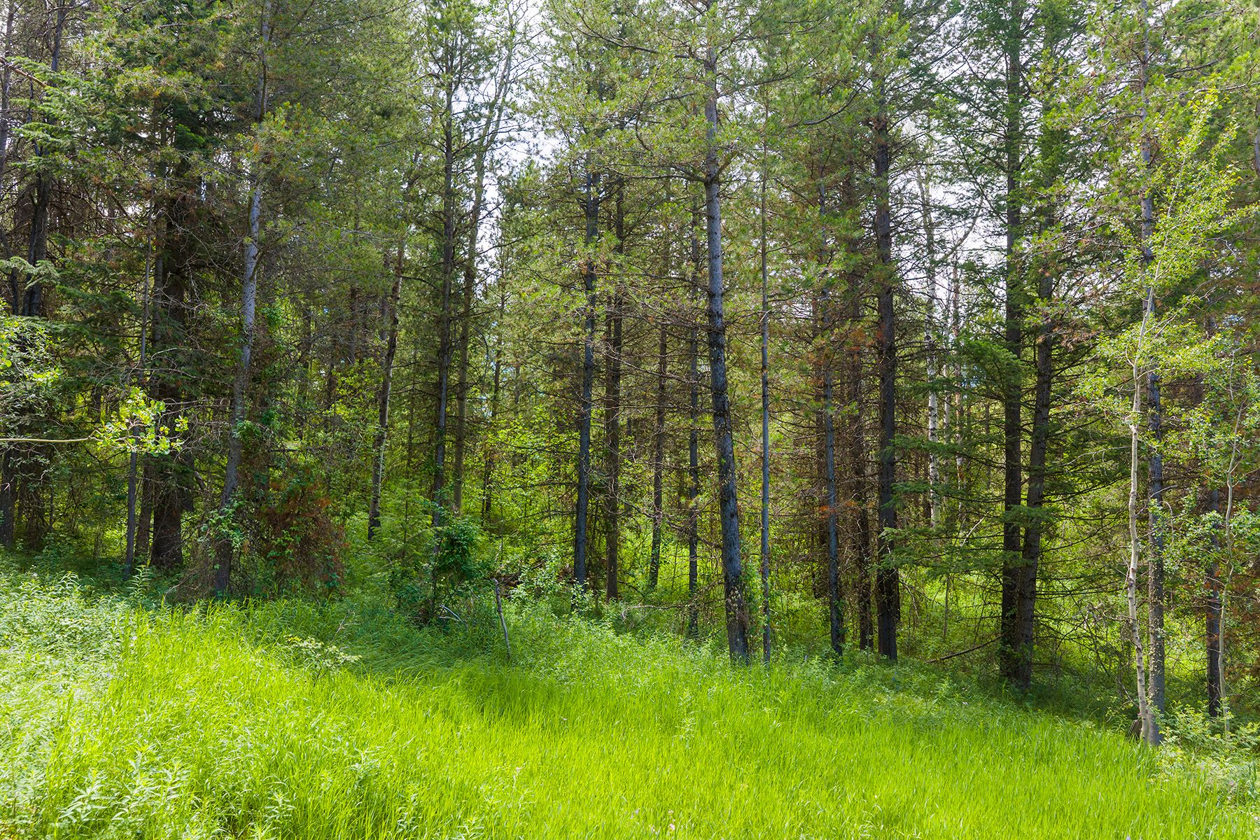  The Woodland at Grand Teton Estates - 物件實景
