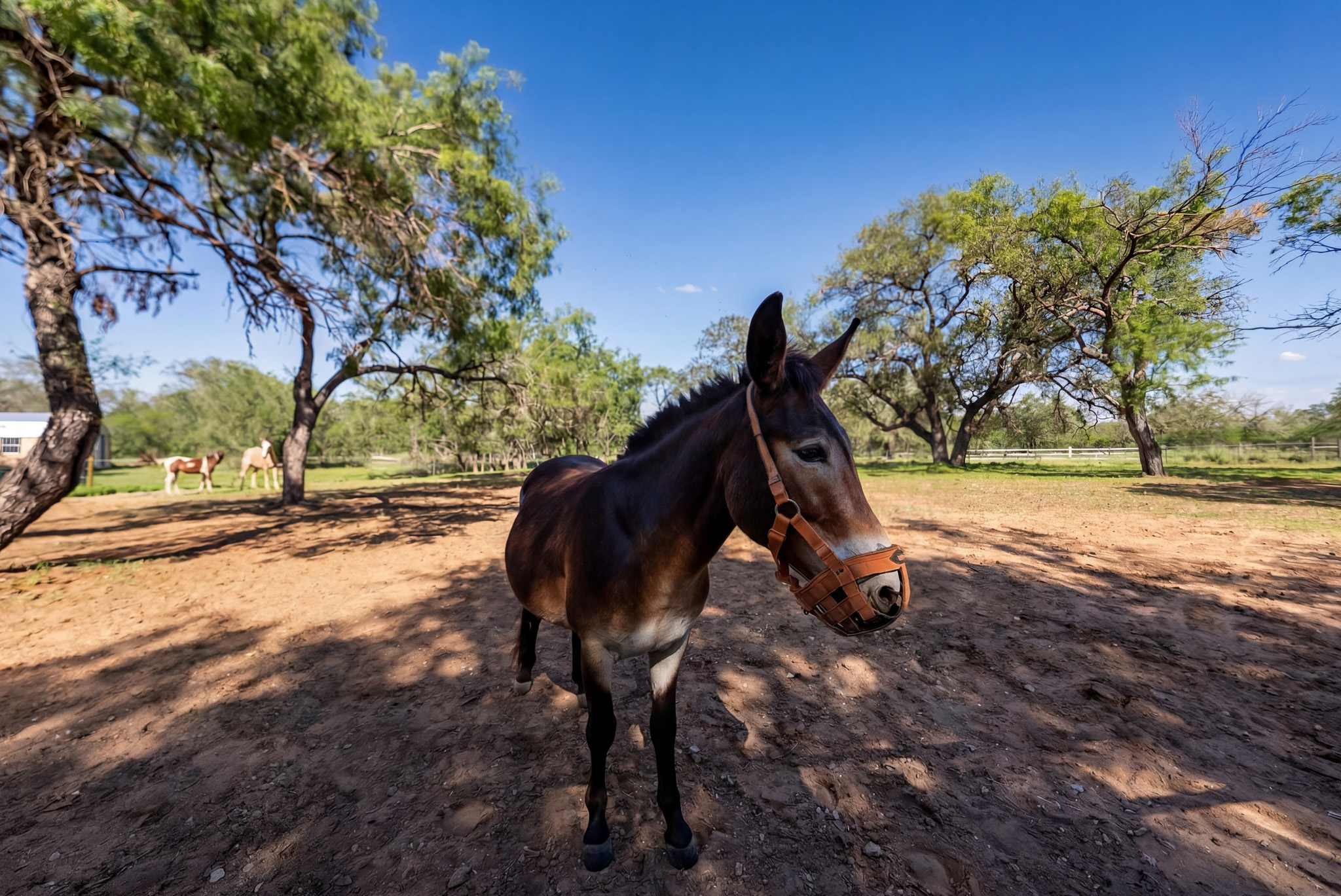  Private 10-Acre Horse Property in Lytle - 物件實景