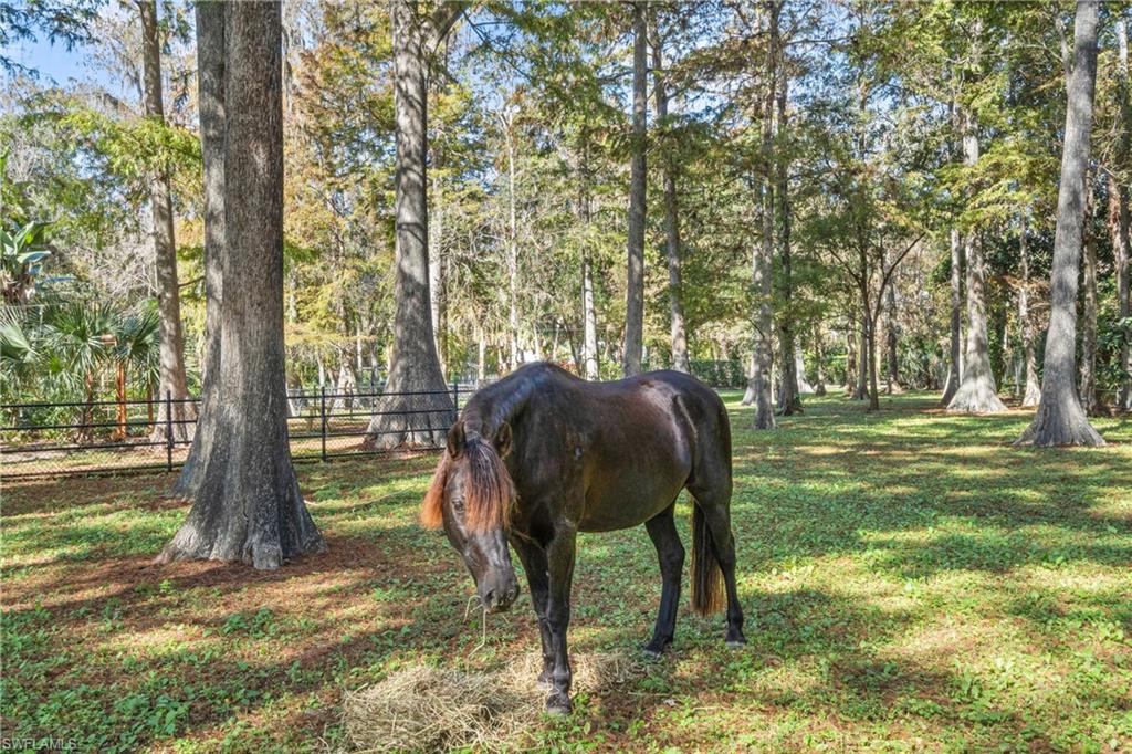 Naples, Florida, 34116, United States, 6 Bedrooms Bedrooms, ,9 BathroomsBathrooms,Residential,For Sale,2000525