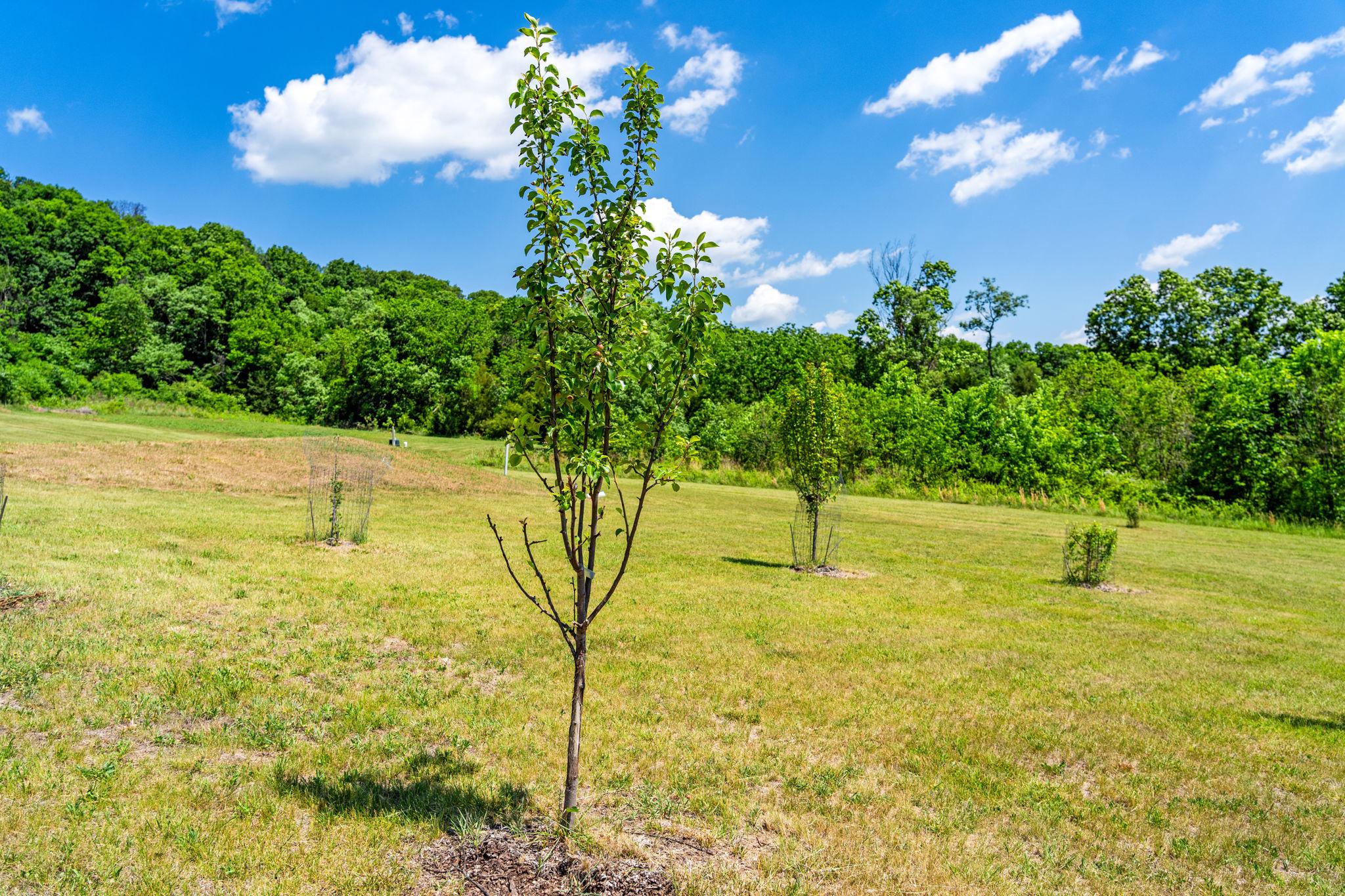  384 Lindamood Lane, Strasburg, VA, 22641 - 物件實景