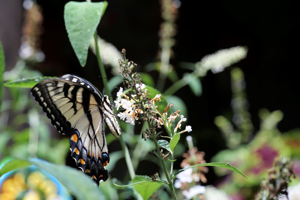 Ellijay, Georgia, 30540, United States, 3 Bedrooms Bedrooms, ,4 BathroomsBathrooms,Residential,For Sale,1952402