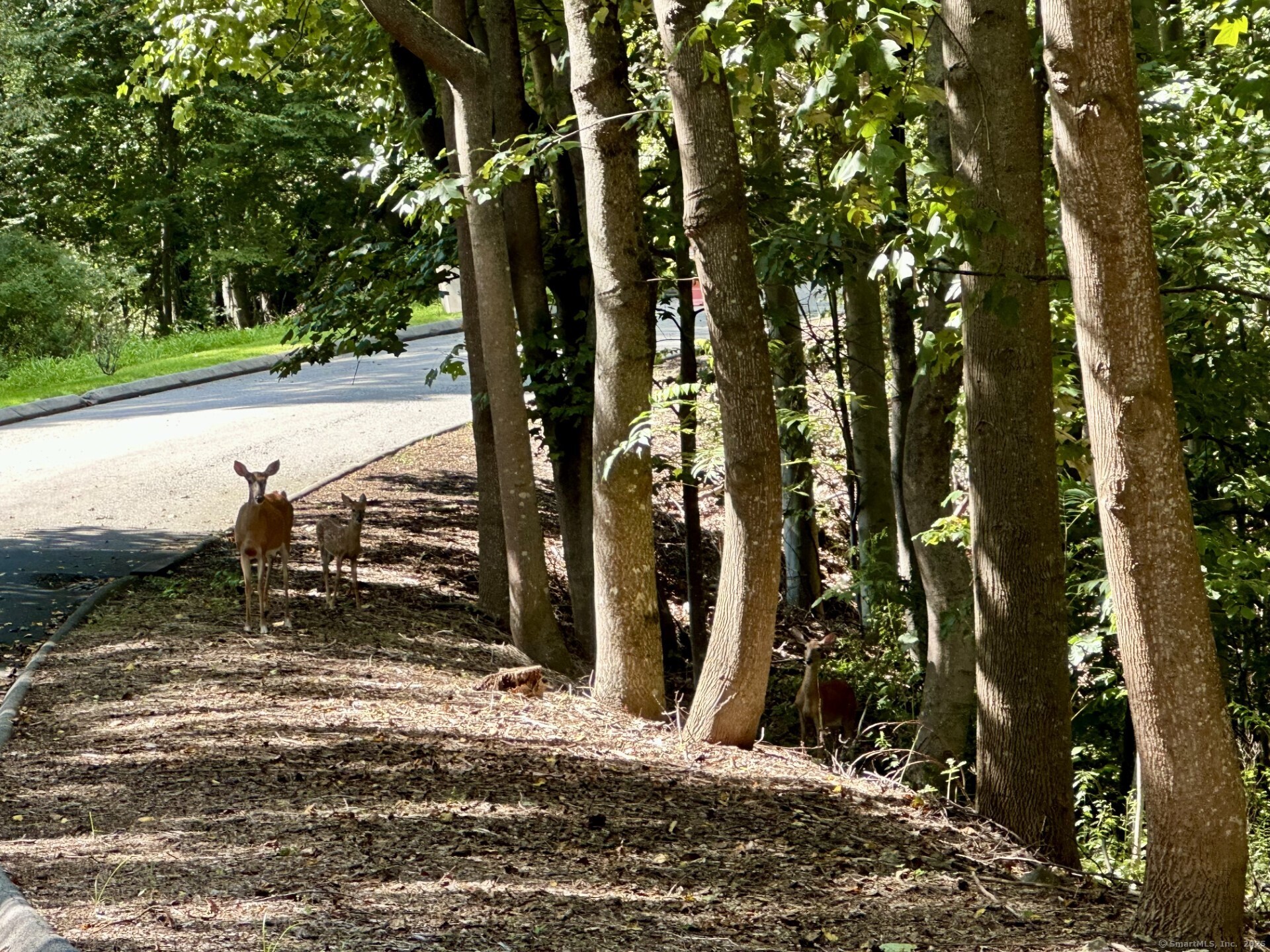 Stamford, Connecticut, 06904, United States, ,Land,For Sale,1768306