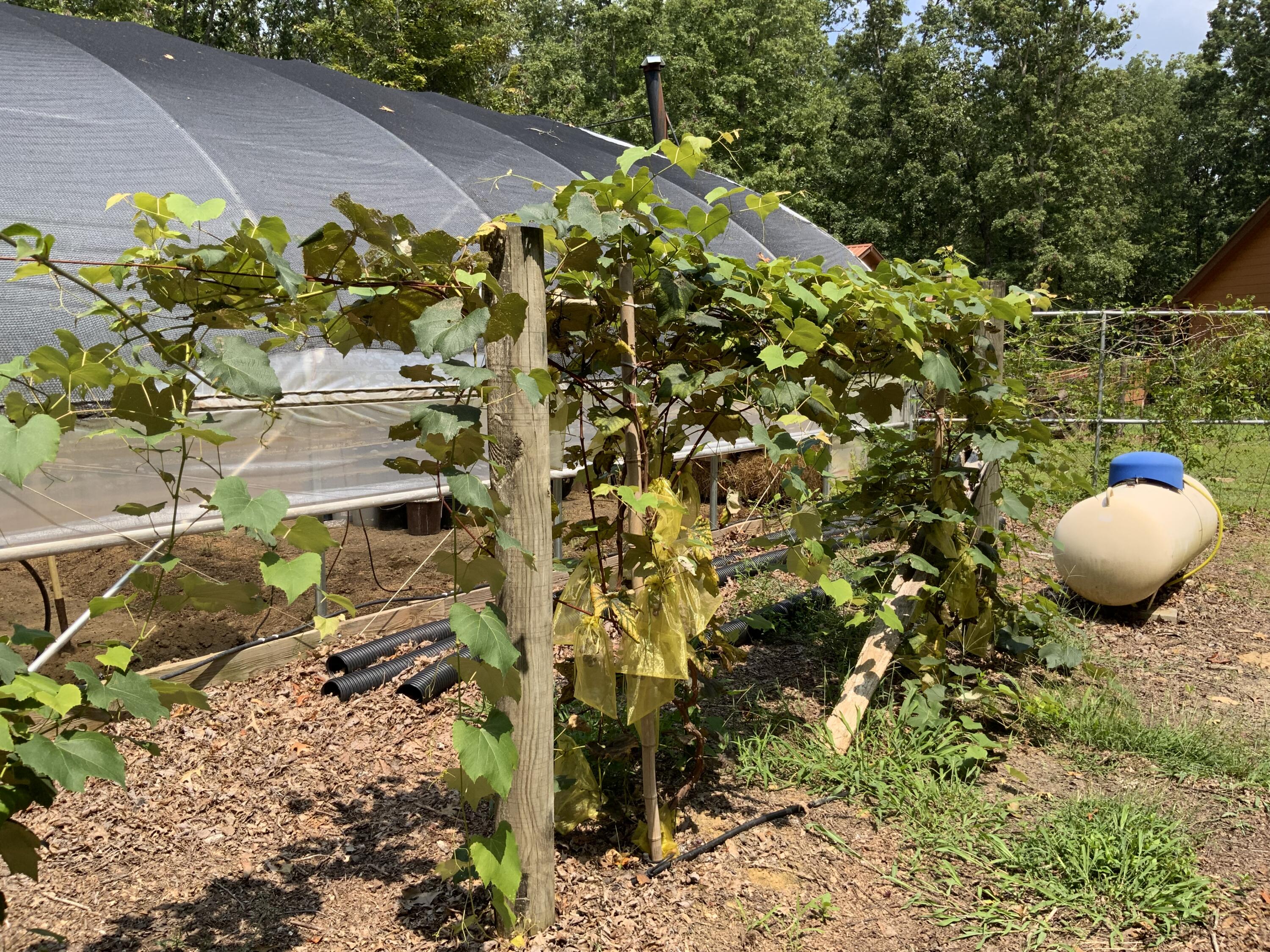 Tracy City, Tennessee, 37387, United States, 3 Bedrooms Bedrooms, ,Residential,For Sale,1979741