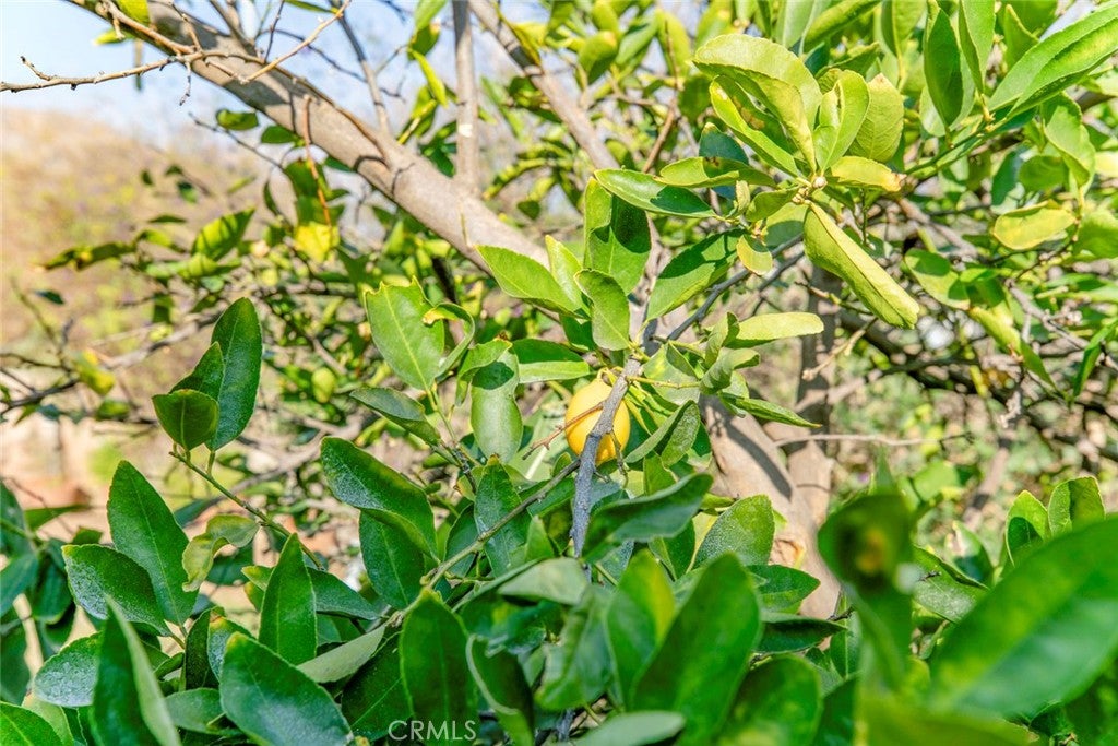 Sunland, California, 91040, United States, 3 Bedrooms Bedrooms, ,2 BathroomsBathrooms,Residential,For Sale,1997333