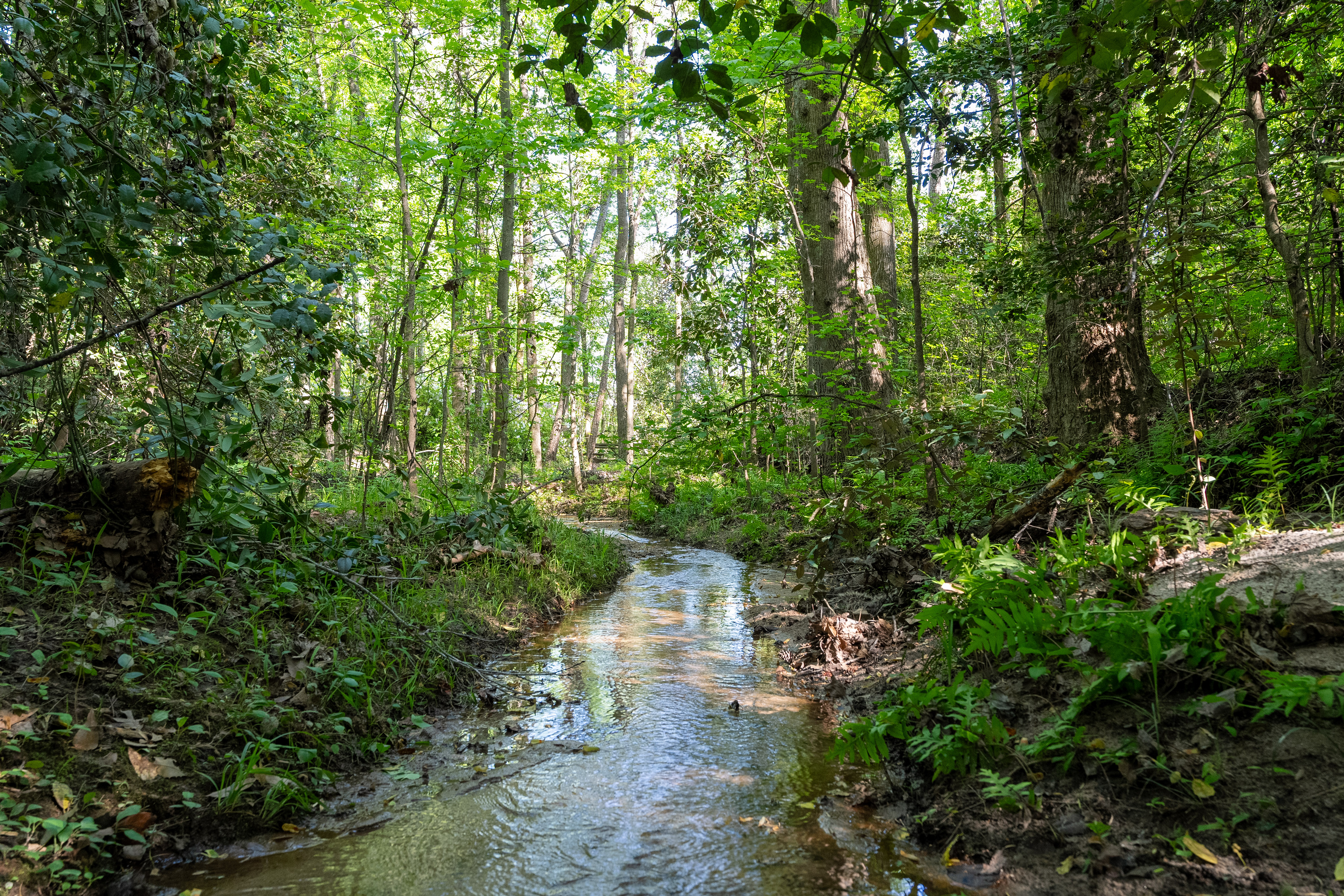 6 Stratton Place, Greenville, SC 29615 - 物件實景