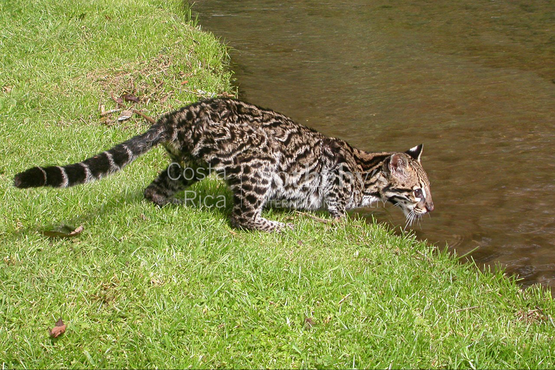  Centro Científico para la Conservación Bosque de Paz - 物件實景
