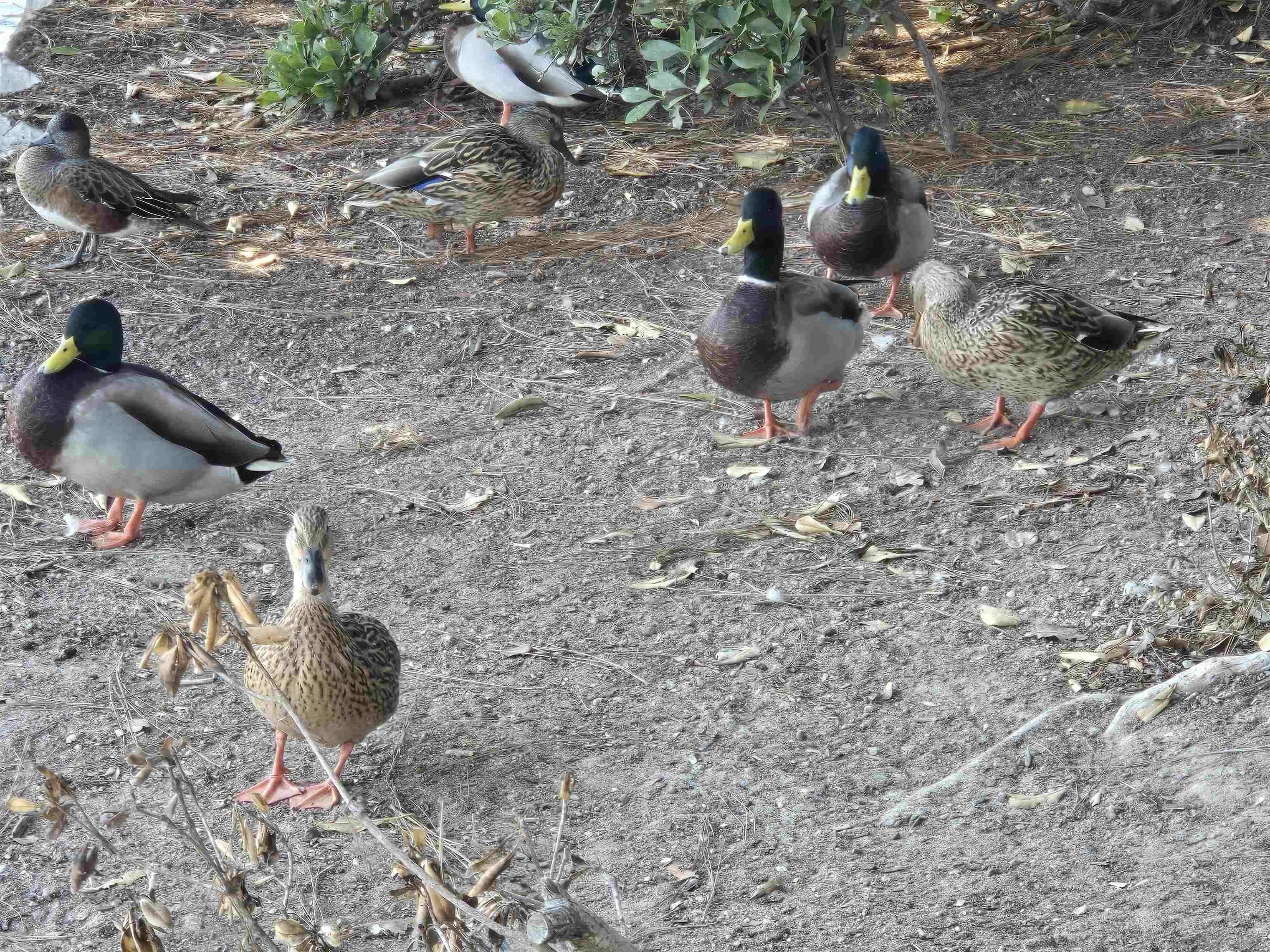 Chula Vista, California, 91913, United States, 3 Bedrooms Bedrooms, ,2 BathroomsBathrooms,Residential,For Sale,1859541