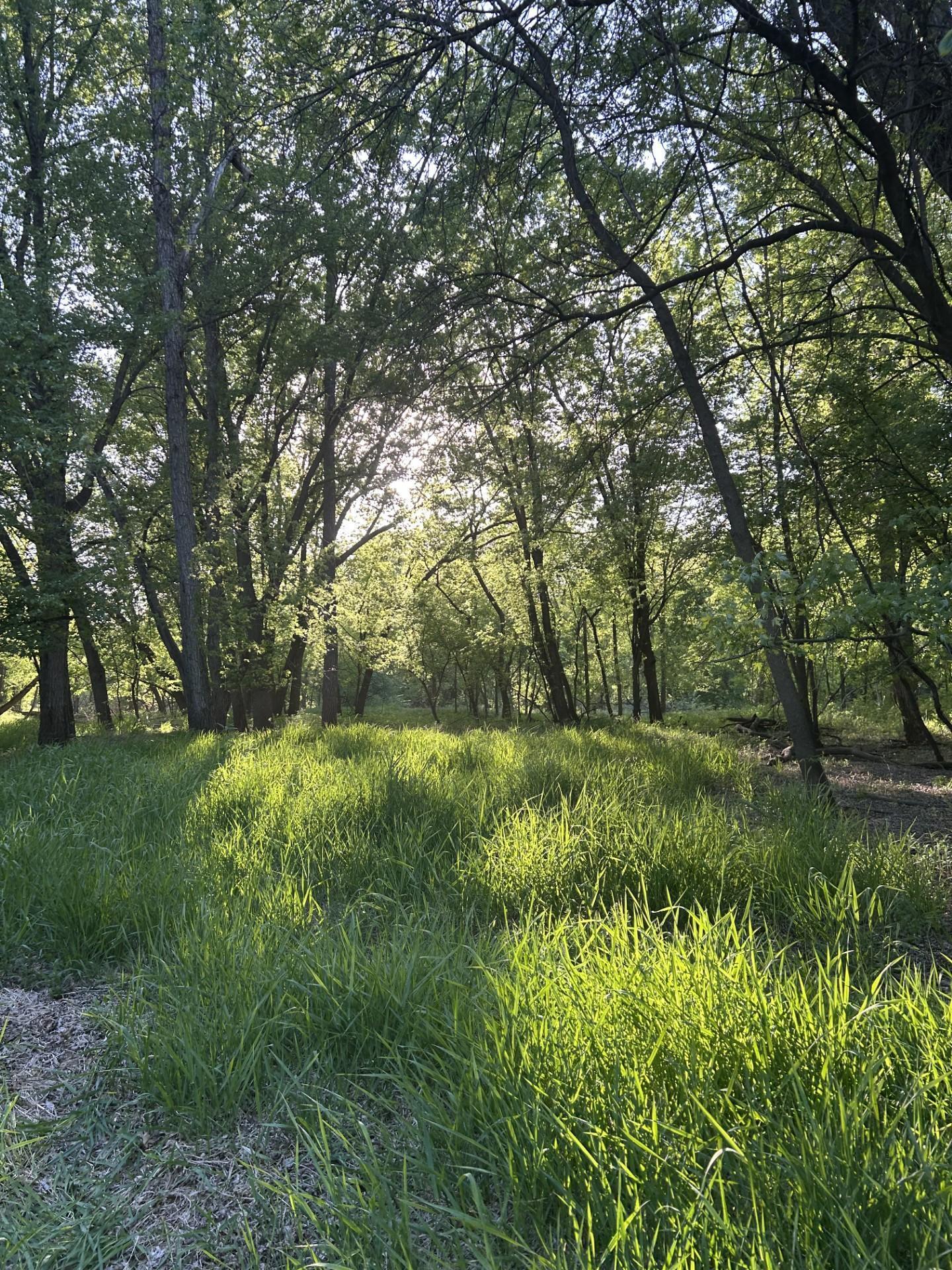 Cokato, Minnesota, 55321, United States, ,Land,For Sale,1849901