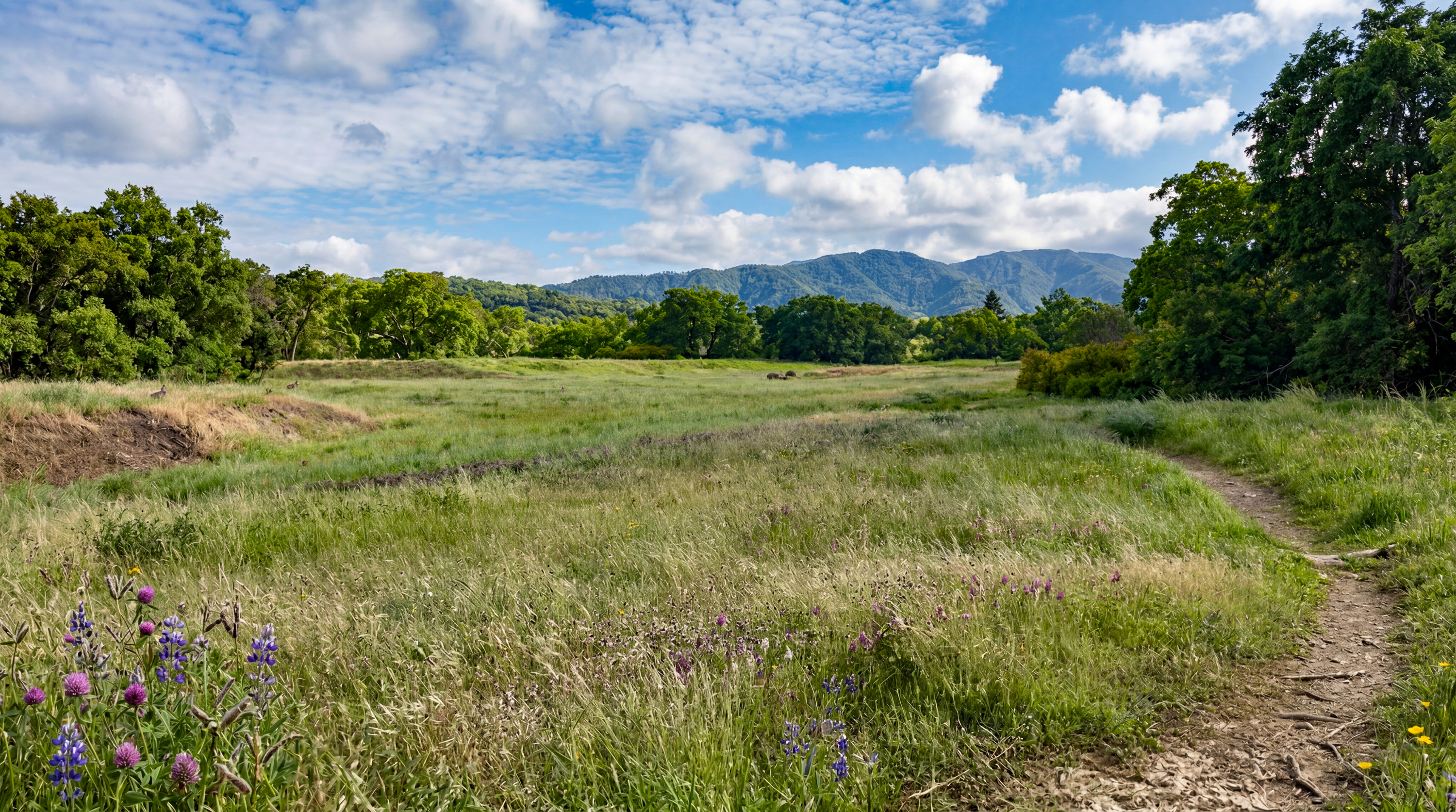 Expanded Single Story Home in Desirable Southern Novato - 物件實景