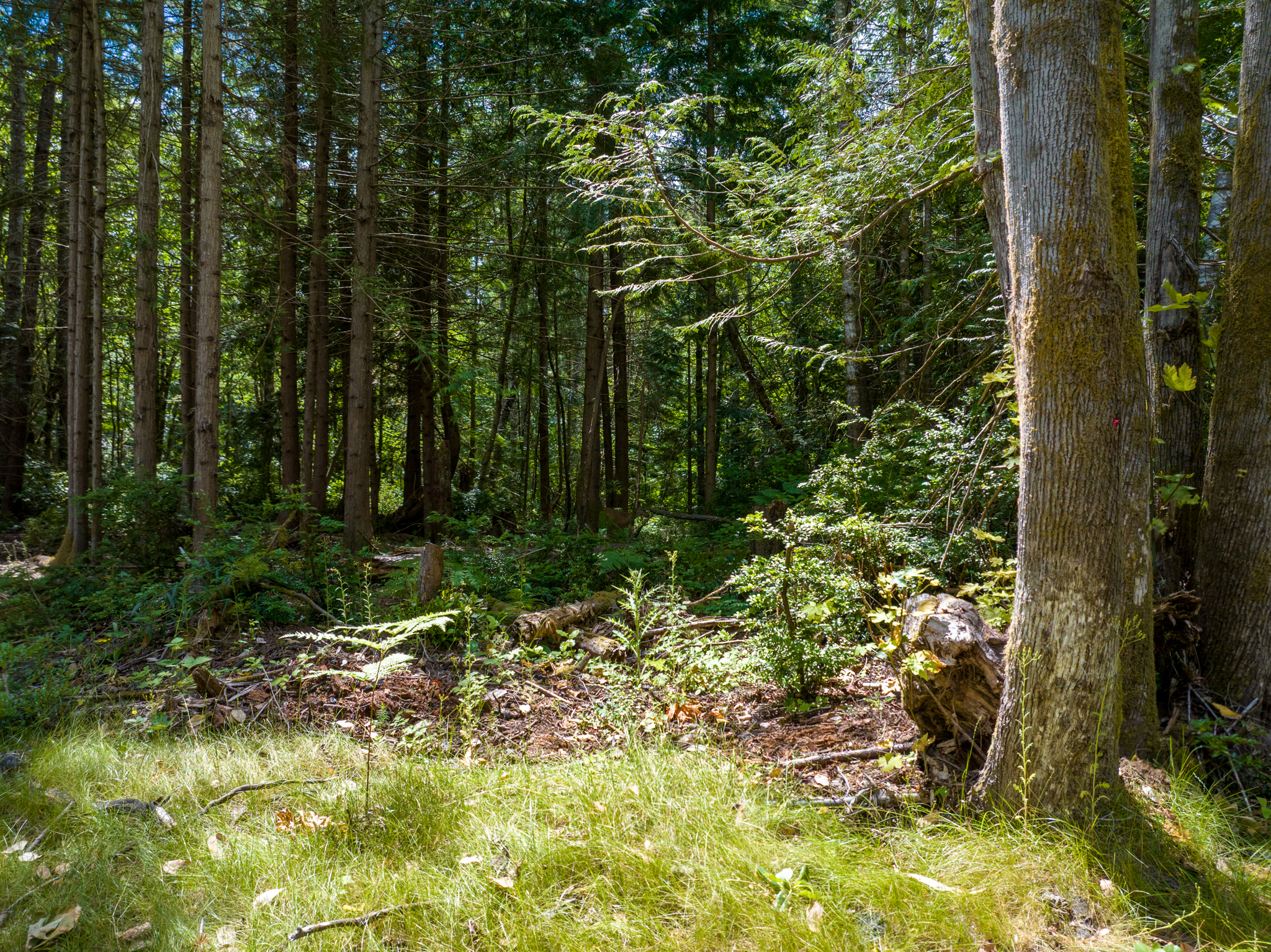  Lot A Bucsit Lane Northeast, Bainbridge Island, WA 98110 - 物件實景