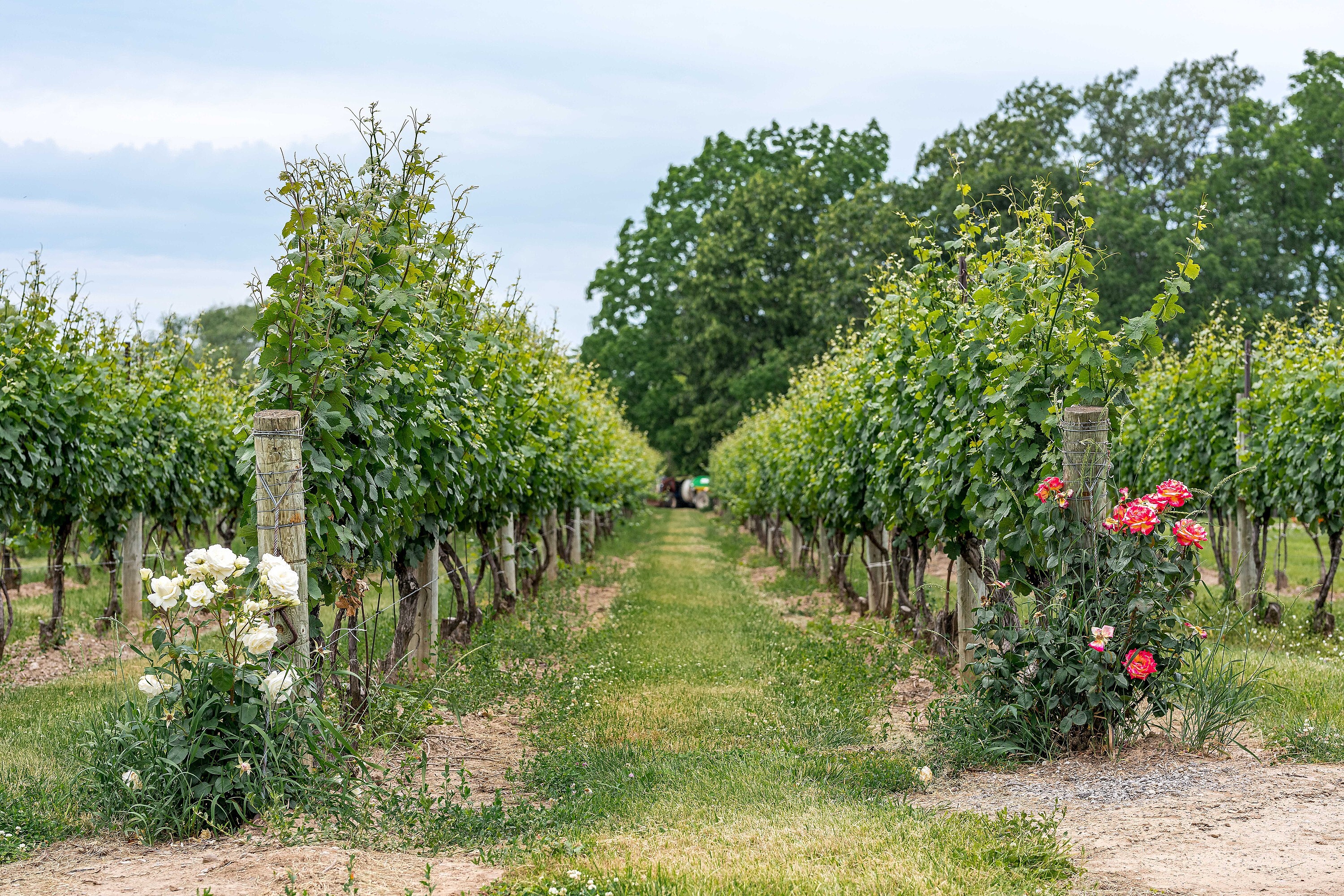  Picturesque Vineyard - 物件實景