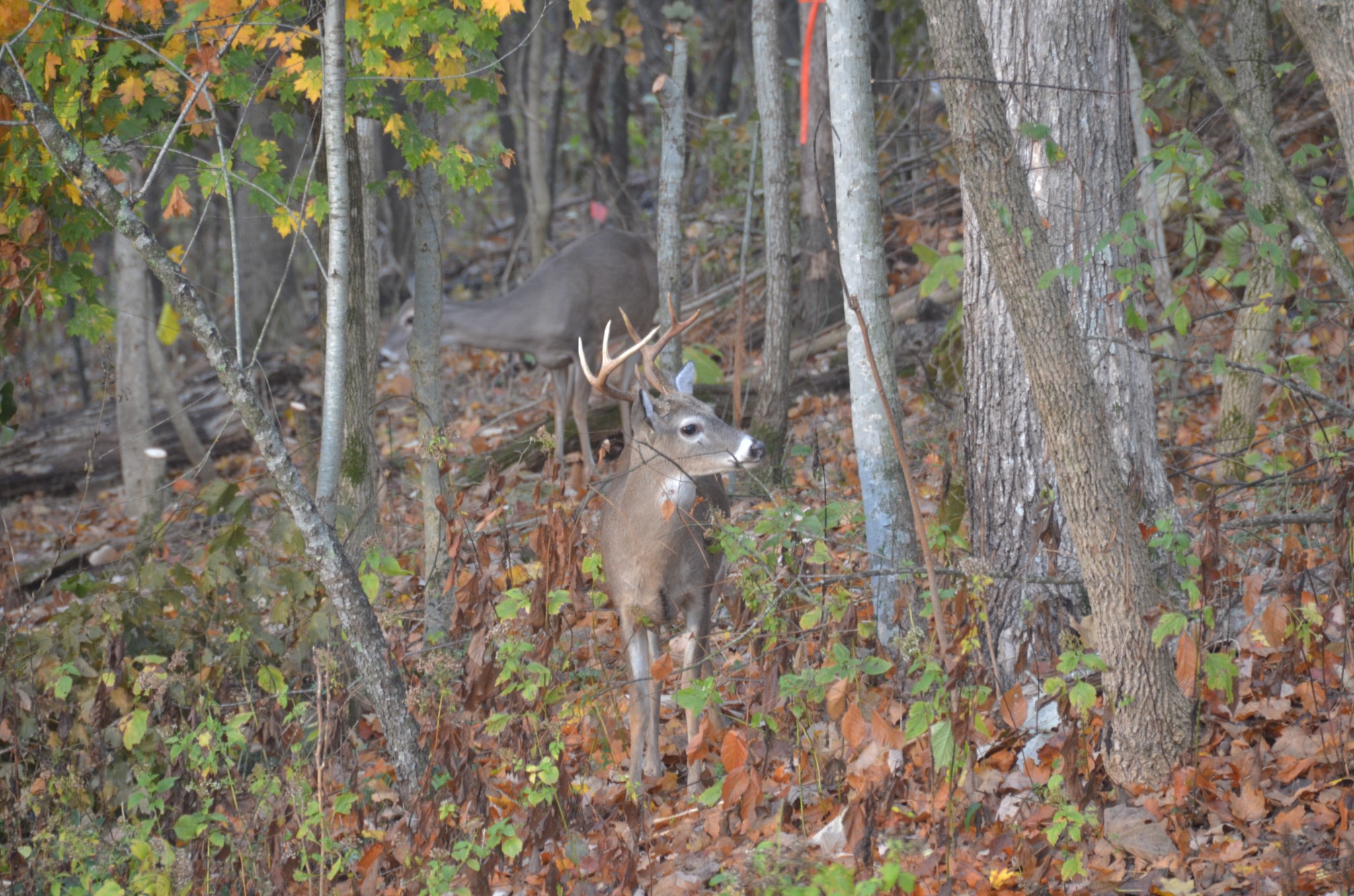 Lewisburg, Tennessee, 37091, United States, 4 Bedrooms Bedrooms, ,3 BathroomsBathrooms,Residential,For Sale,1999662