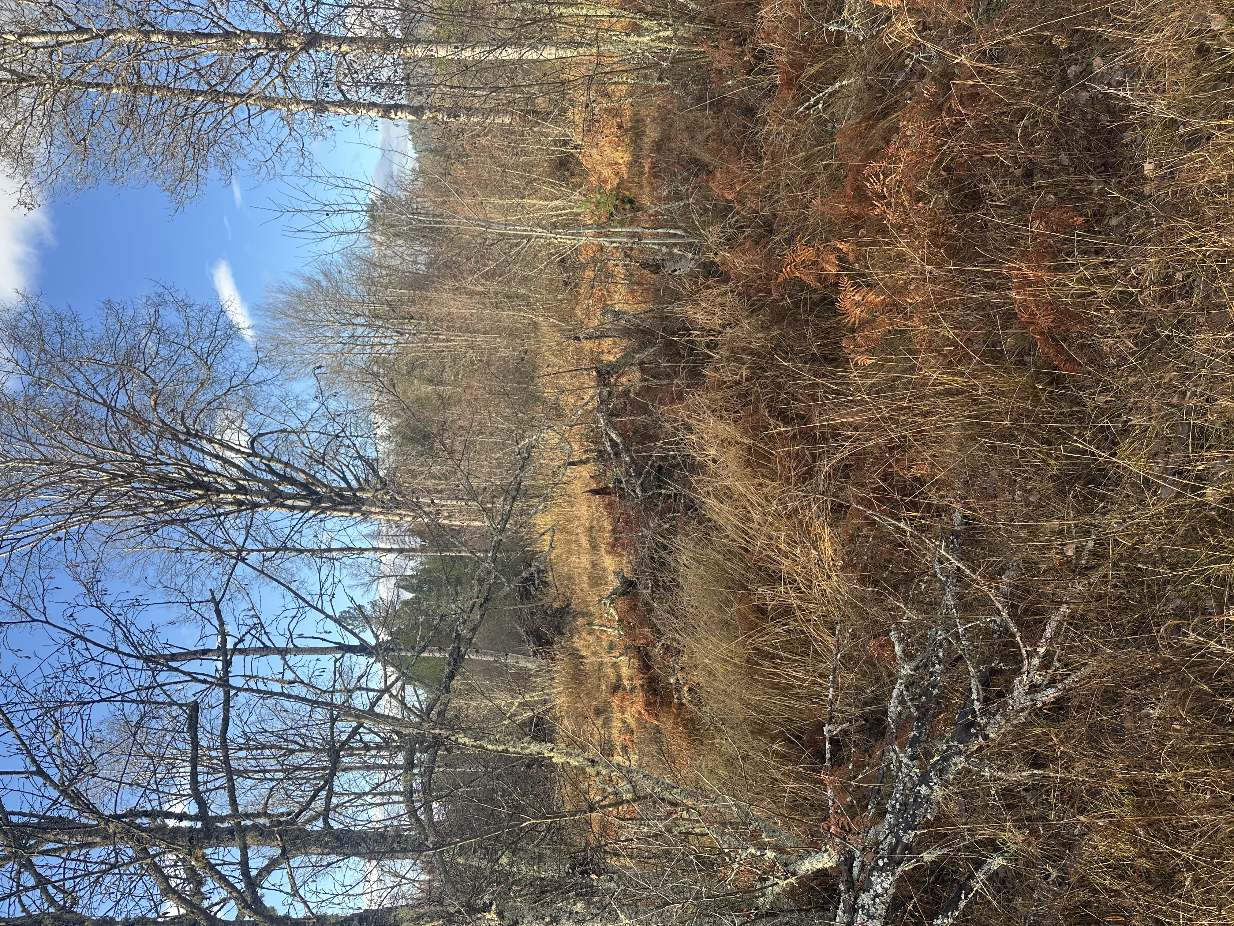 Priest River, Idaho, 83856, United States, ,Land,For Sale,2006127