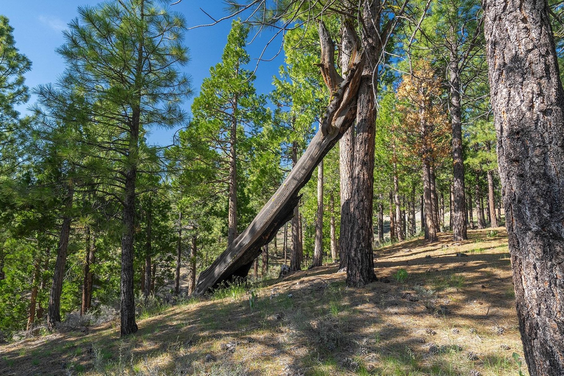  2.69 Private Acres in Nakoma with Stunning Eureka Peak Views - 物件實景