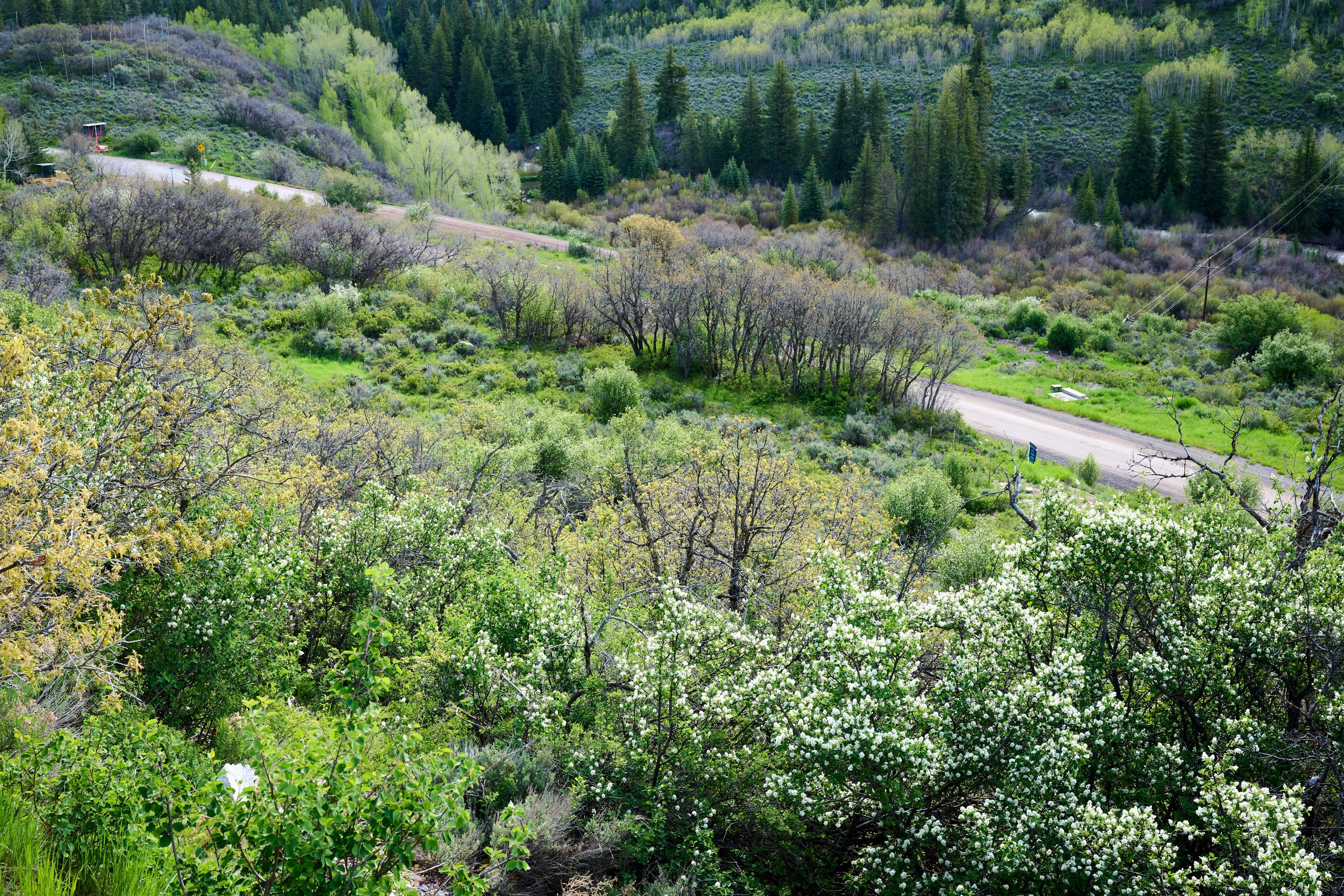  51 Shield O Road, Snowmass, CO, 81654 - 物件實景
