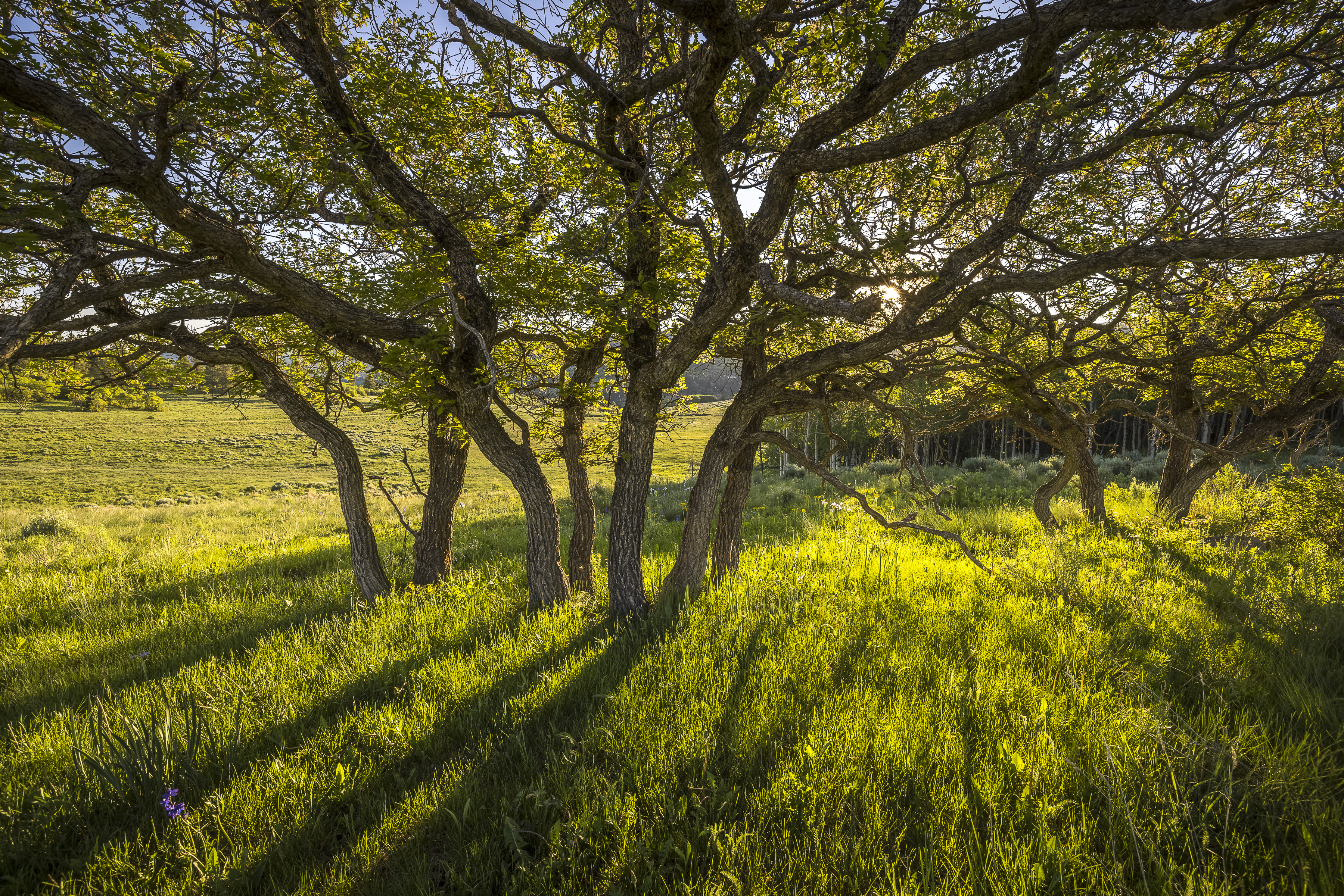  Telluride Renegade Ranch - 602 acres on Hastings Mesa - 物件實景