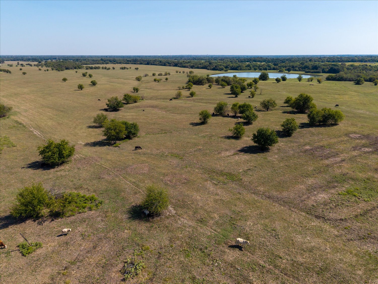 Campbell, Texas, 75422, United States, ,Land,For Sale,2014802