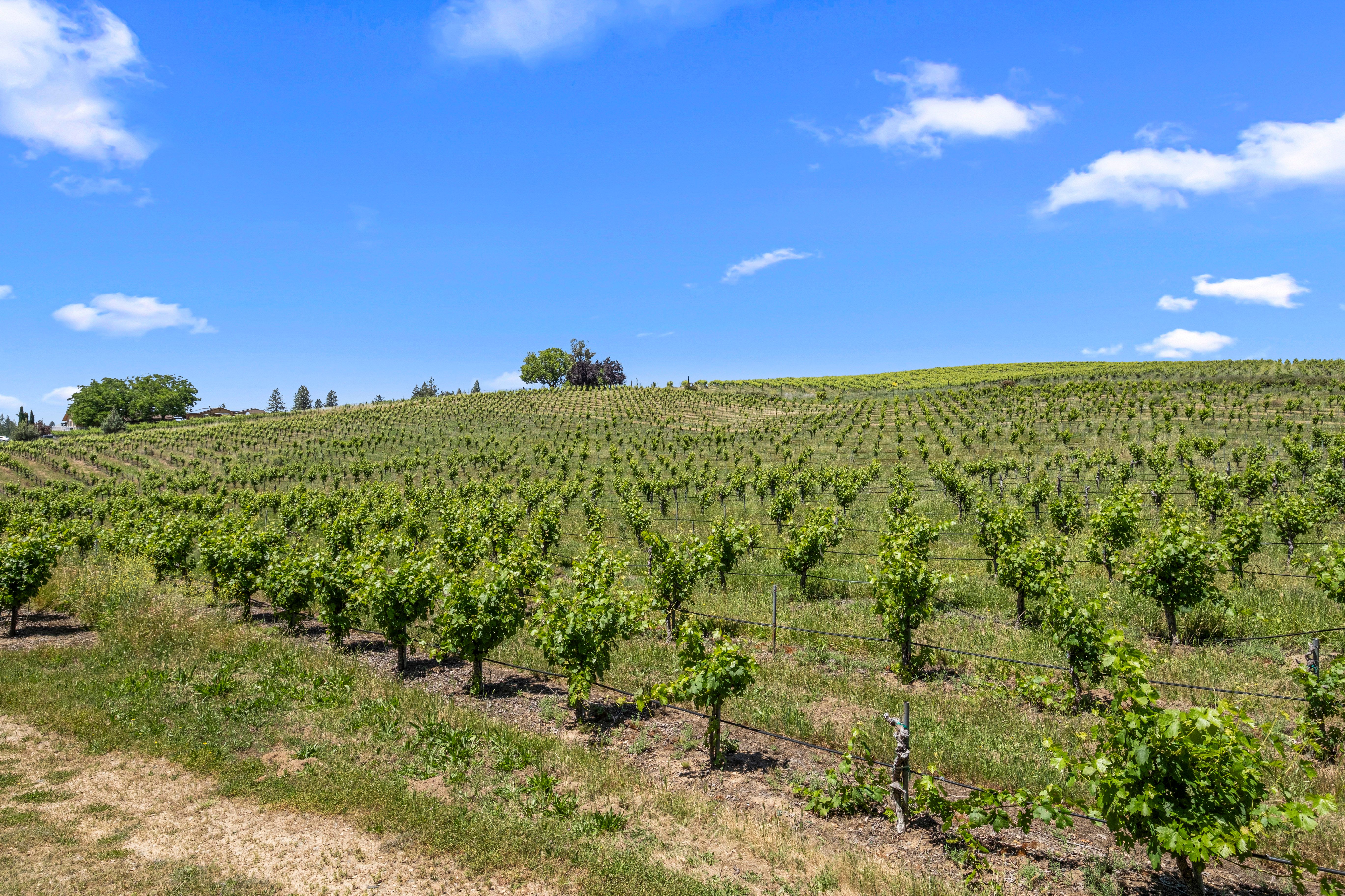  7401 Fairplay Road, Somerset, CA 95684 - 物件實景