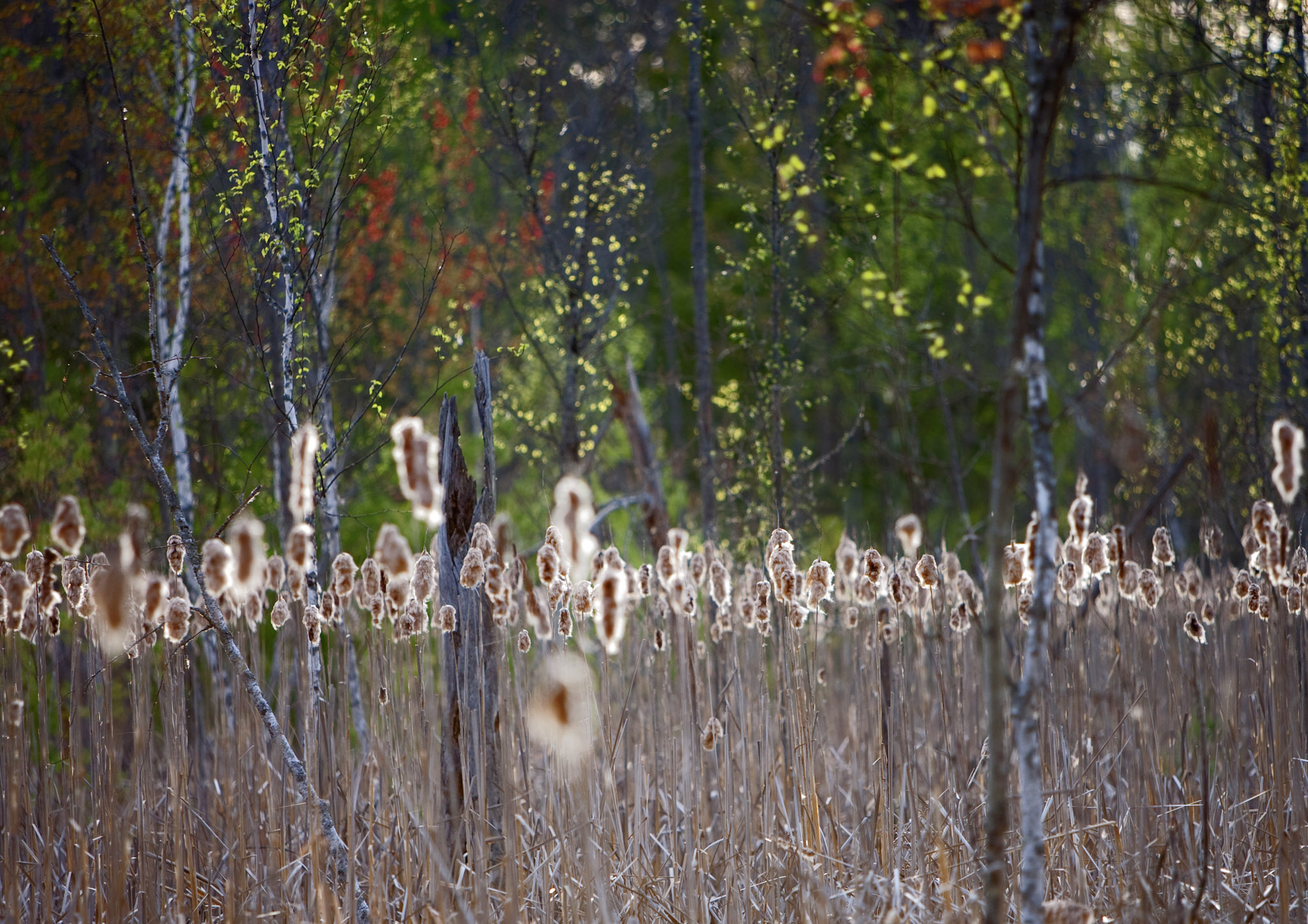 Branch, Michigan, 49402, United States, 1 Bedroom Bedrooms, ,1 BathroomBathrooms,Residential,For Sale,2001233