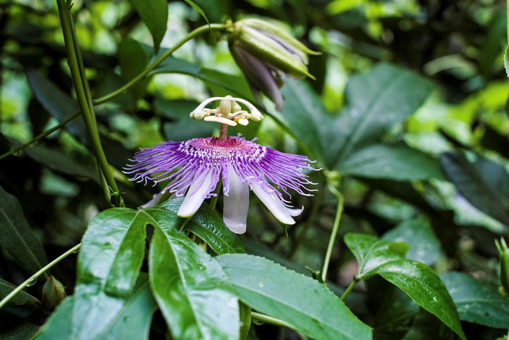 Ellijay, Georgia, 30540, United States, 3 Bedrooms Bedrooms, ,4 BathroomsBathrooms,Residential,For Sale,1952402