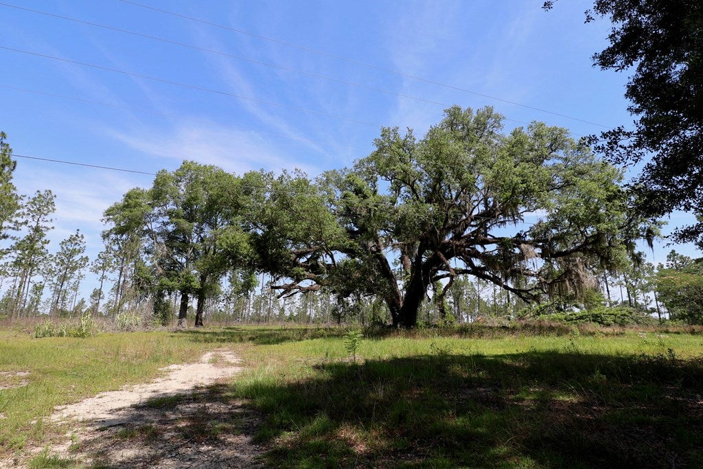 Cottonwood, Alabama, 36320, United States, ,Land,For Sale,1840022