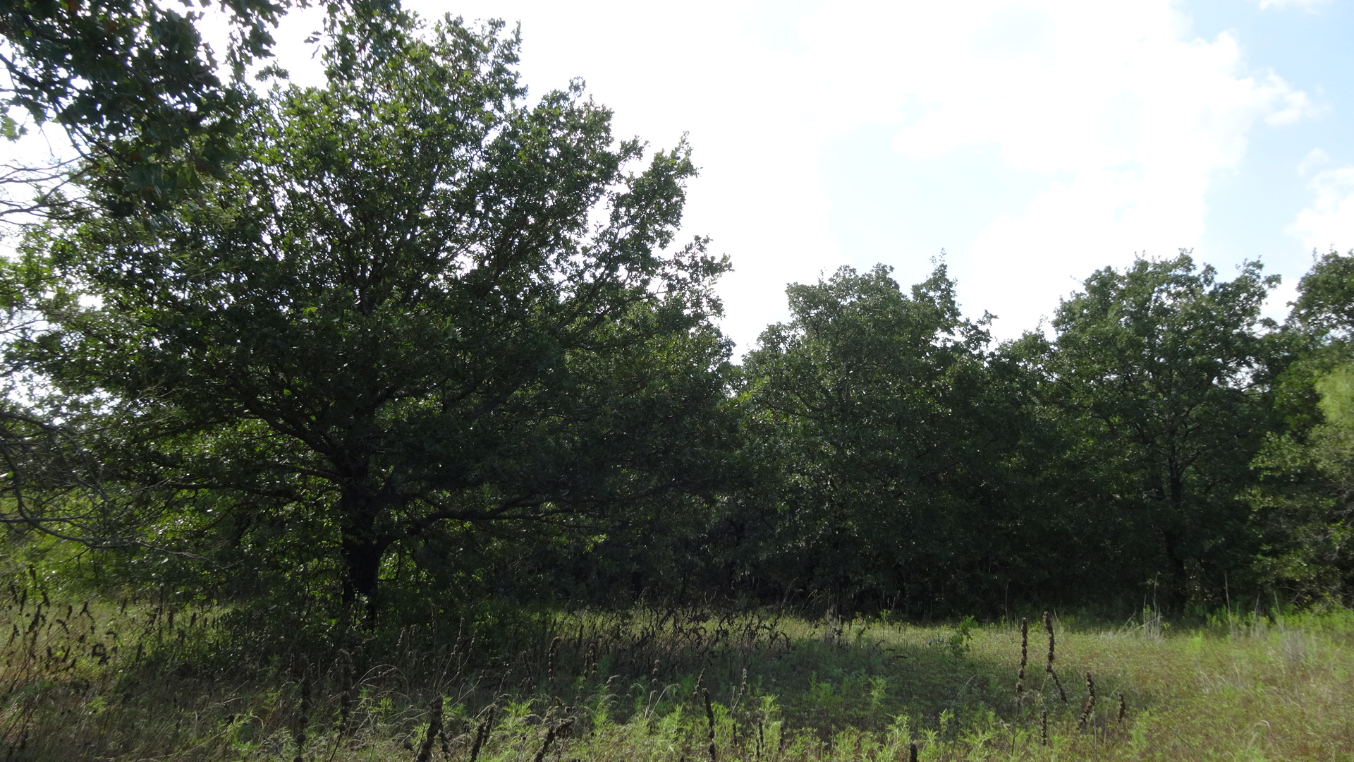 0 Highway 114, Boyd, Texas, 76023, United States, ,Residential,For Sale,0 Highway 114,1008641