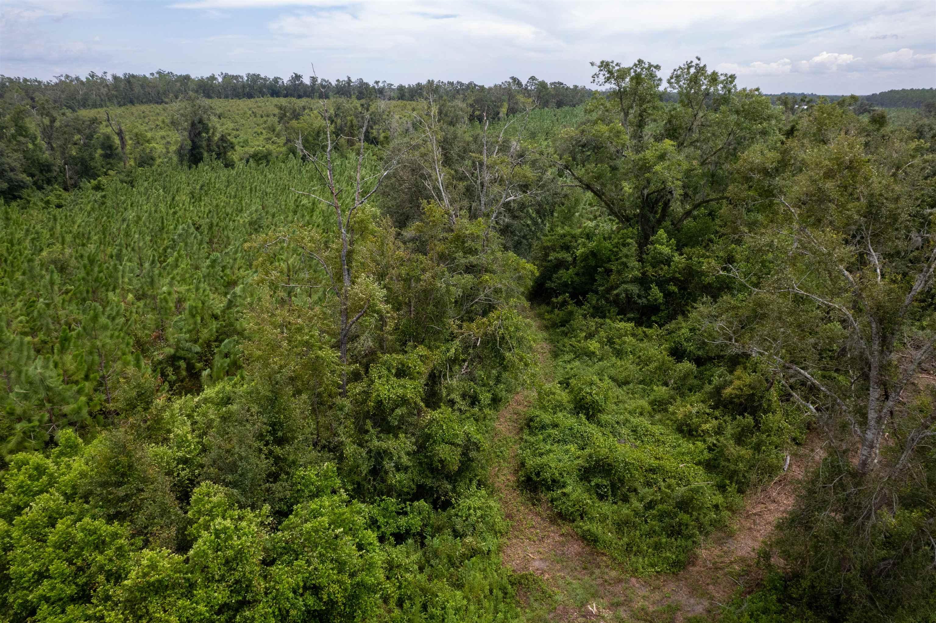 xxx Ne Geranium Street, Madison, Florida, 32340, United States, ,Land,For Sale,xxx Ne Geranium Street,1671968