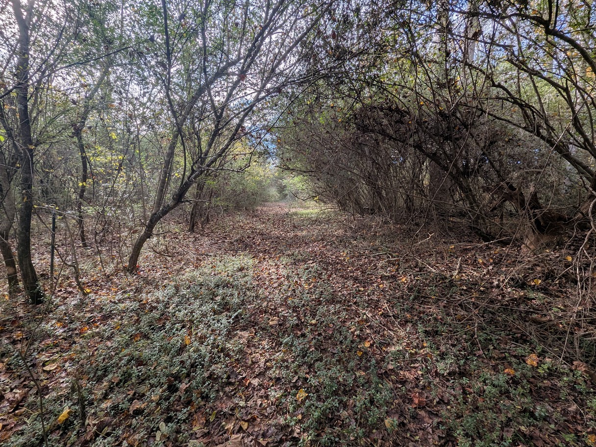 Bowdon, Georgia, 30108, United States, ,Land,For Sale,1989904