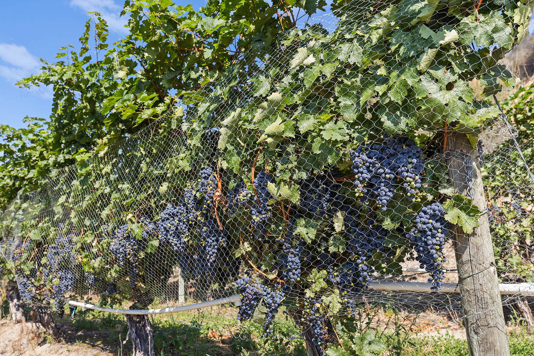  Boutique Okanagan Winery - 物件實景