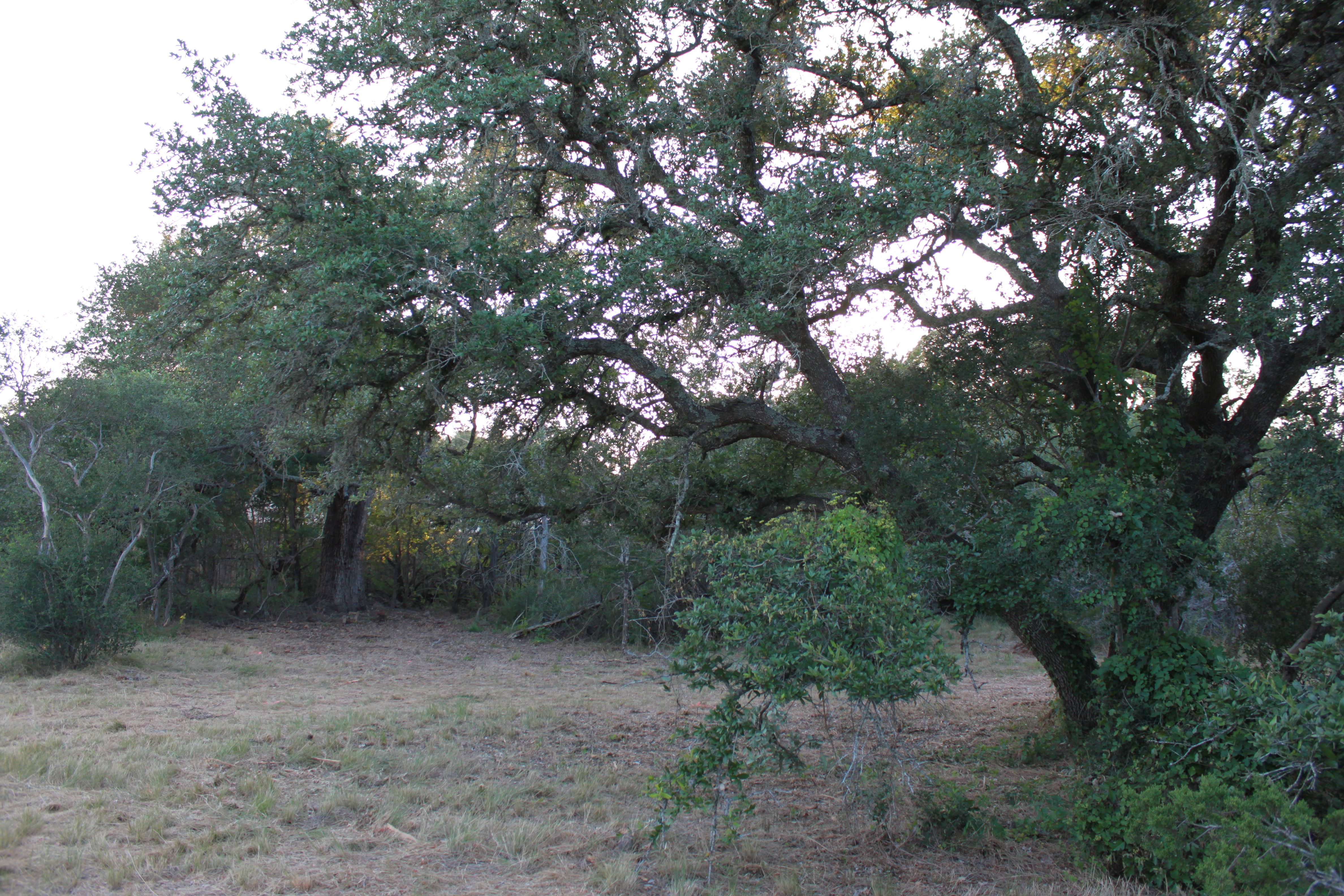  3 Acres of Hill Country Ready to Build on - 物件實景