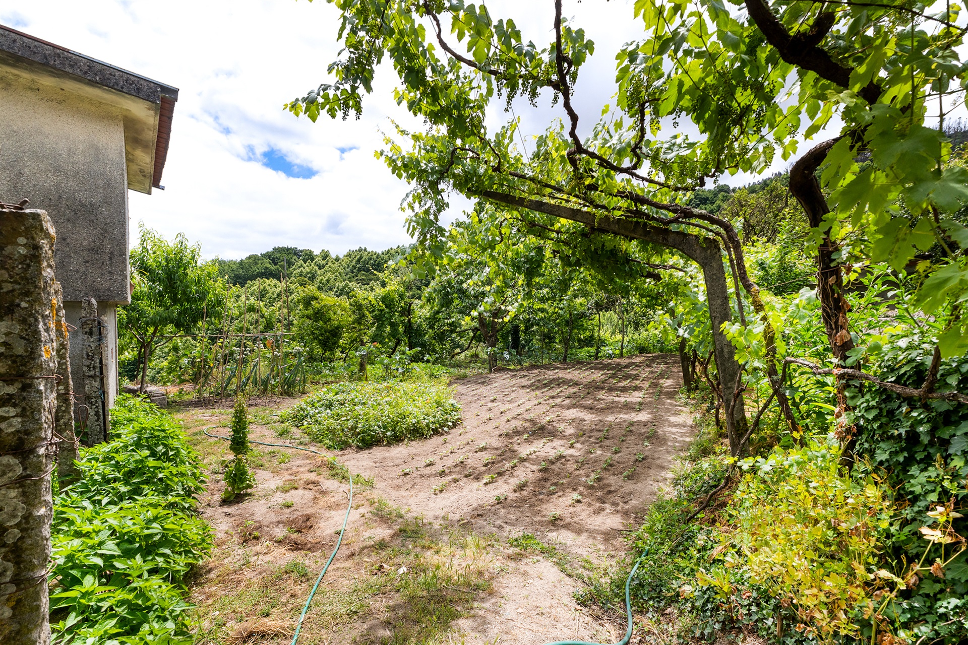  Farm, 3 bedrooms, for Sale - 物件實景