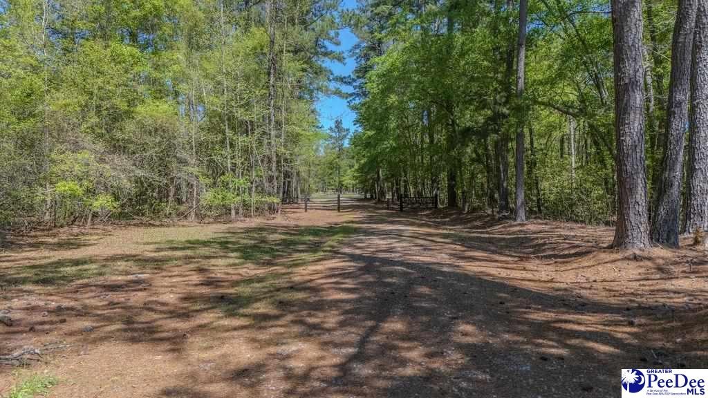 1315 Hill Harrell Road, Effingham, South Carolina, 29541-3179, United States, ,Land,For Sale,1315 Hill Harrell Road,1501598