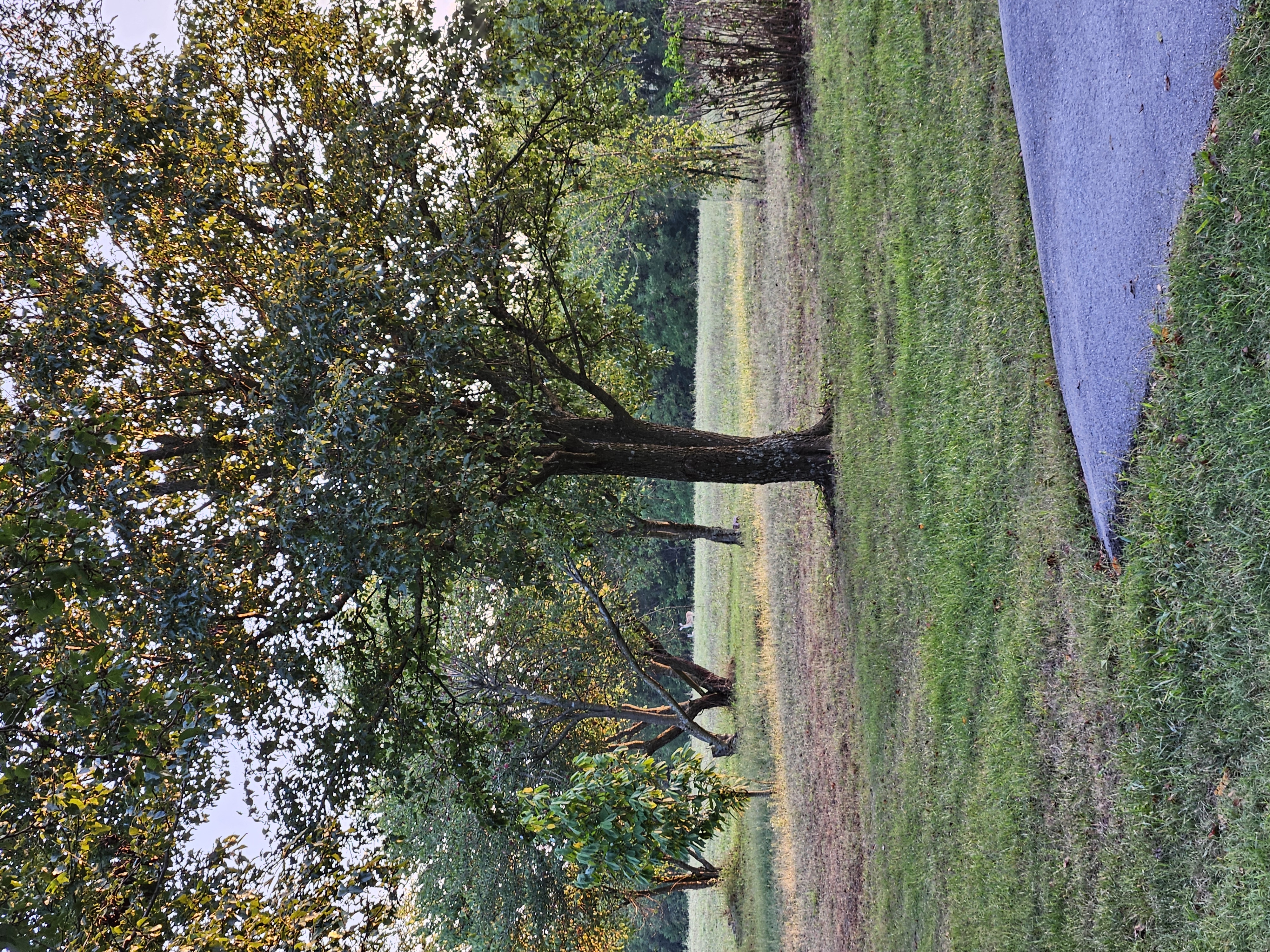 Pierce City, Missouri, 65723, United States, 5 Bedrooms Bedrooms, ,3 BathroomsBathrooms,Residential,For Sale,1984282