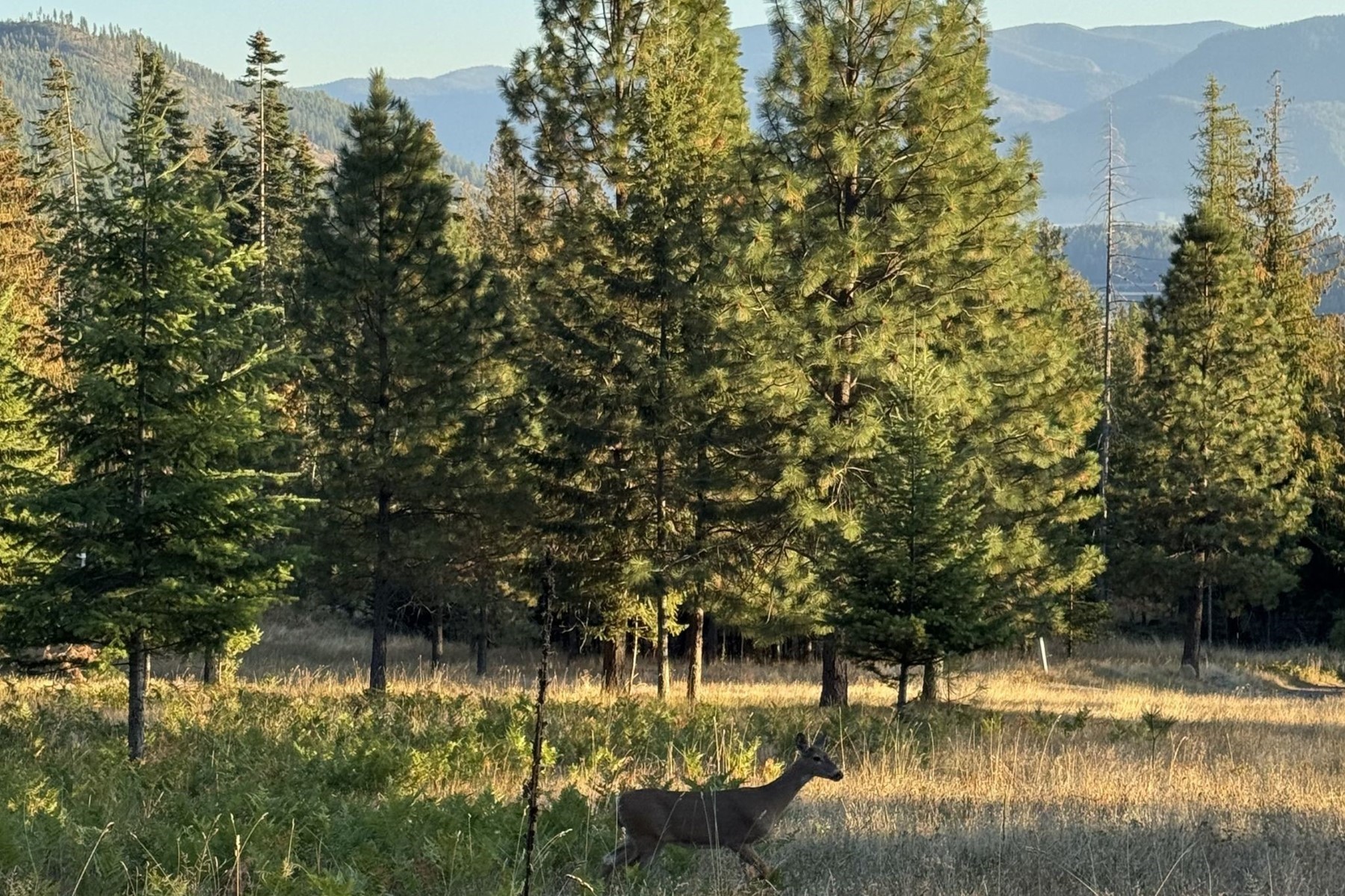  Lakeview 10 Acres in Hope Idaho - 物件實景