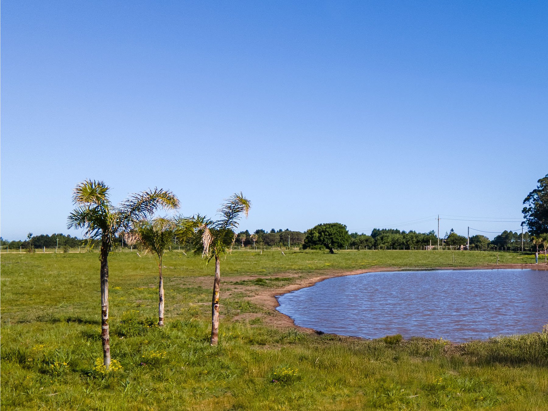  Farm in Las Portuguesas. - 物件實景