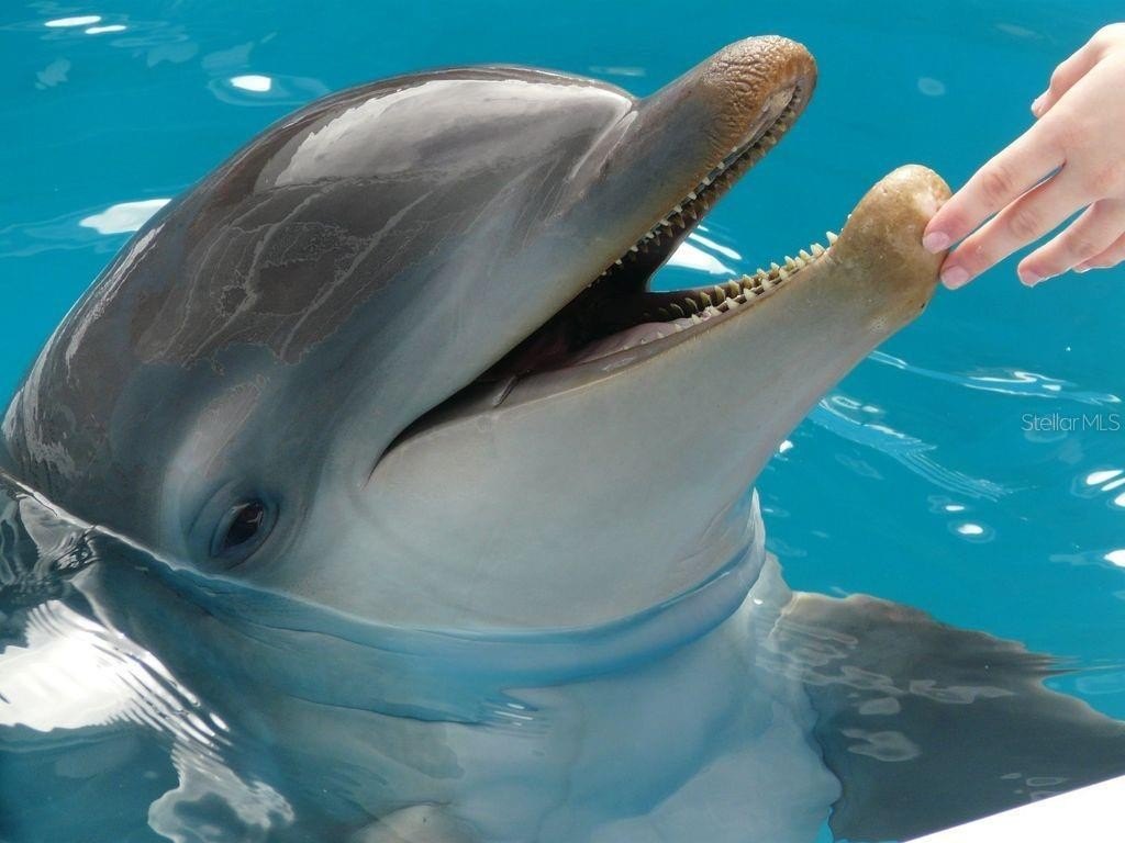 CLEARWATER BEACH, Florida, 33767, United States, 2 Bedrooms Bedrooms, ,2 BathroomsBathrooms,Residential,For Sale,1983656