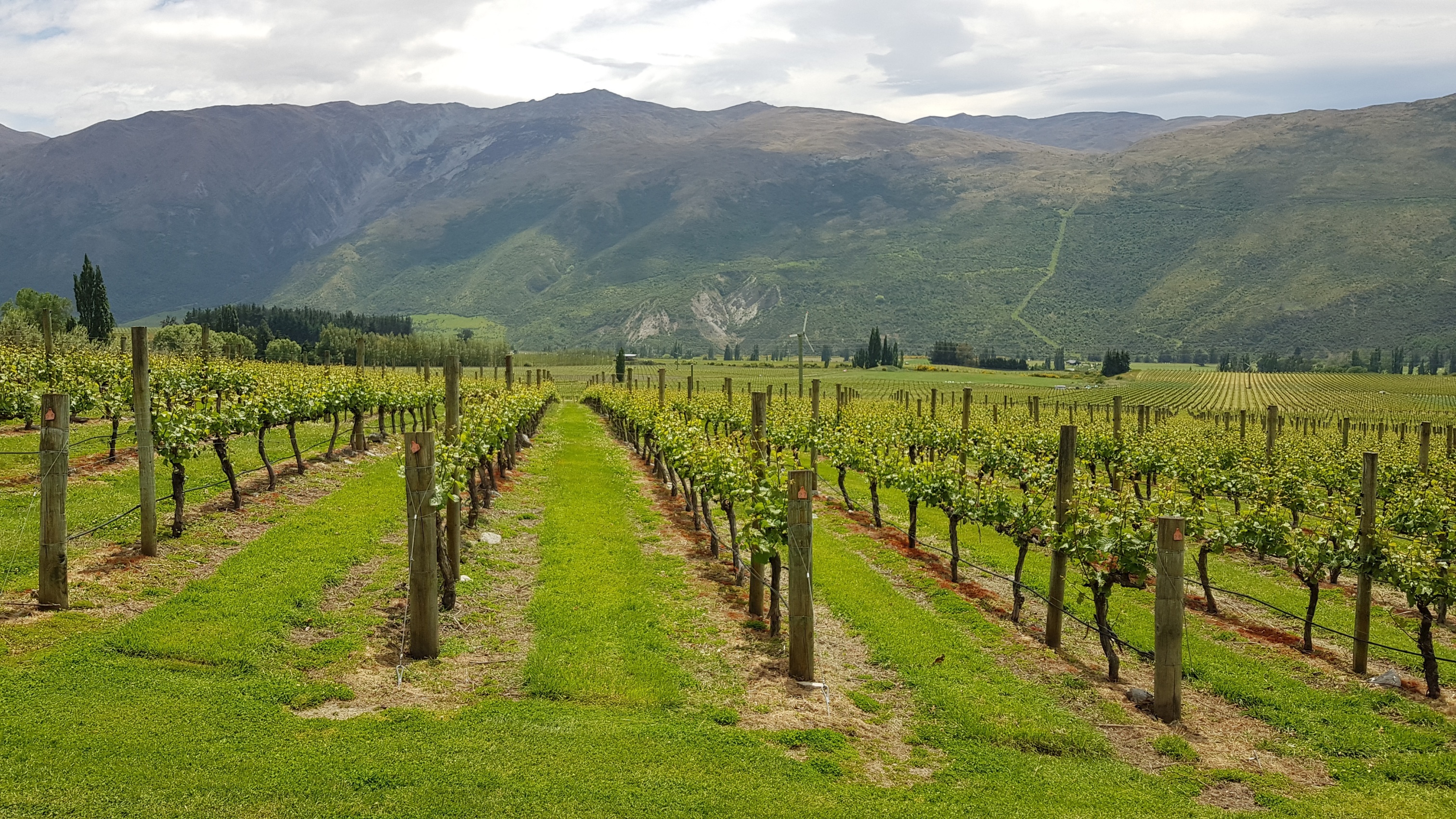  Award Winning Vineyard - 物件實景