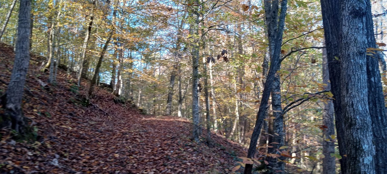 Willow Shade, Kentucky, 42166, United States, 3 Bedrooms Bedrooms, ,2 BathroomsBathrooms,Residential,For Sale,1991903