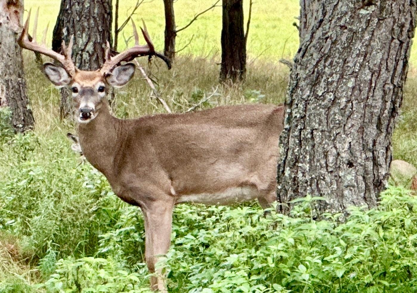 Lake Tomahawk, Wisconsin, 54487, United States, ,Residential,For Sale,1973874