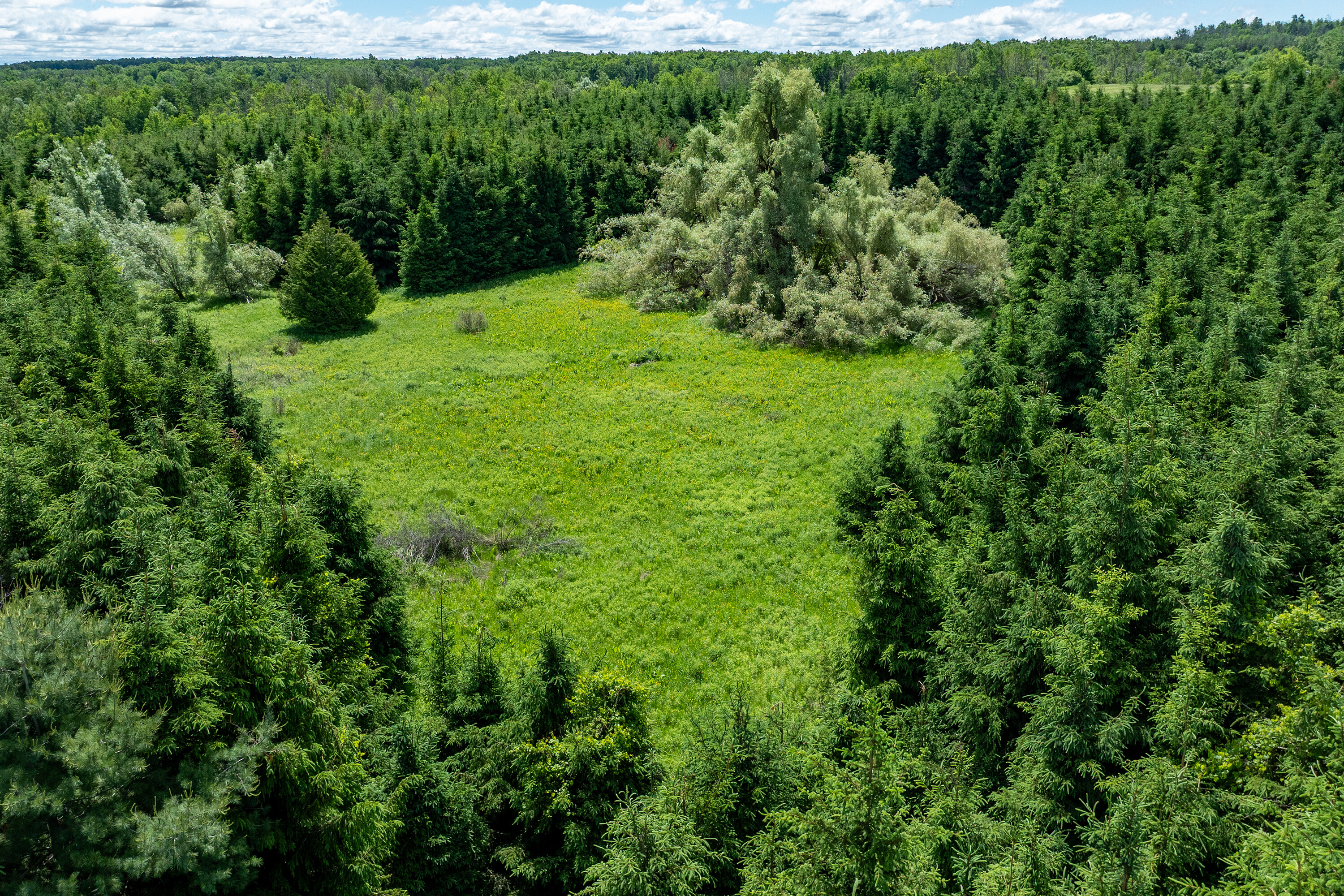  50 acre parcel in Mulmur ON - 物件實景