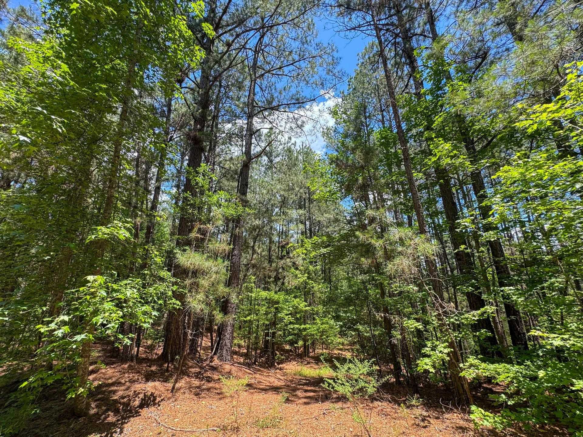 Douglassville, Texas, 75560, United States, ,Land,For Sale,2048006
